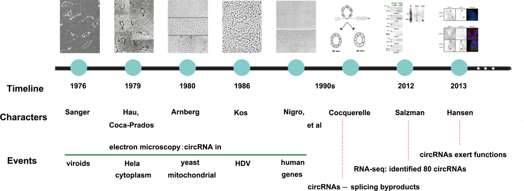 The development history of circRNAs. The figure represents a summary of important events leading to the discovery of circRNAs.