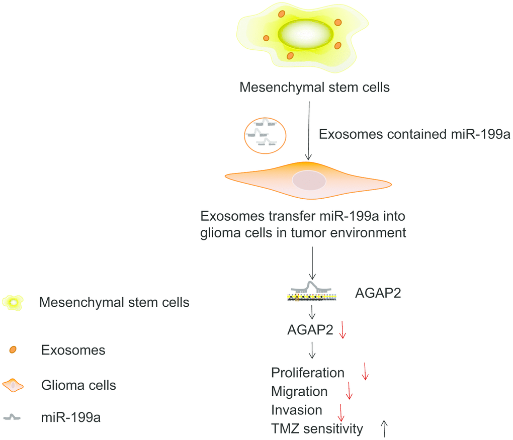 MSCs-derived exosomes deliver miR-199a to glioma cells inhibiting the proliferation, migration and invasion of glioma cells, as well as enhancing the chemosensitivity by down-regulating AGAP2.