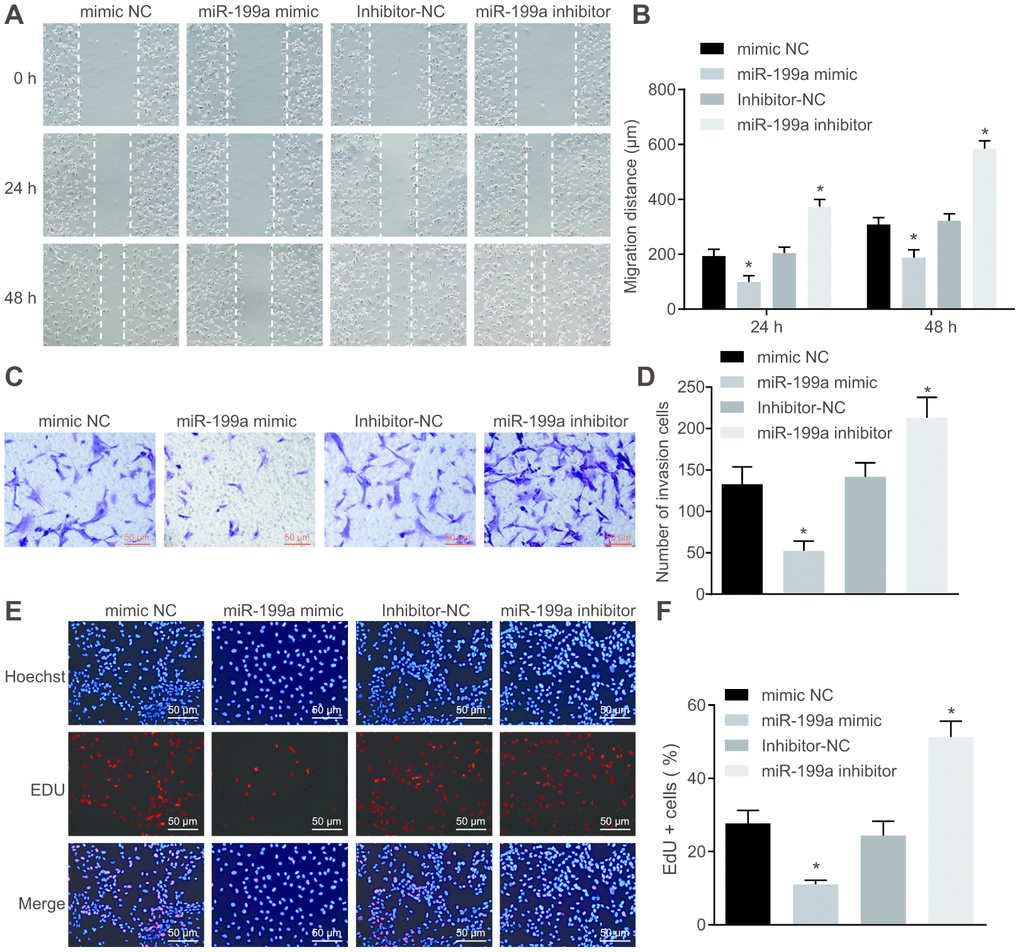 Over-expression of miR-199a inhibits the migration, invasion and proliferation of U251 cells. (A–B) the migration ability of U251 cells measured by scratch test (Scale bar = 100 μM). (C–D) the invasion ability of U251 cells evaluated by Transwell assay (Scale bar = 50 μM). (E–F) the proliferation ability of U251 cells assessed by EdU assay (Scale bar = 50 μM). * p t test. The experiment was repeated three times. mimic-NC, cells transfected with mimic-negative control; miR-199a mimic, cells transfected with miR-199a mimic; inhibitor-NC, cells transfected with inhibitor-negative control; miR-199a inhibitor, cells transfected with miR-199a inhibitor.