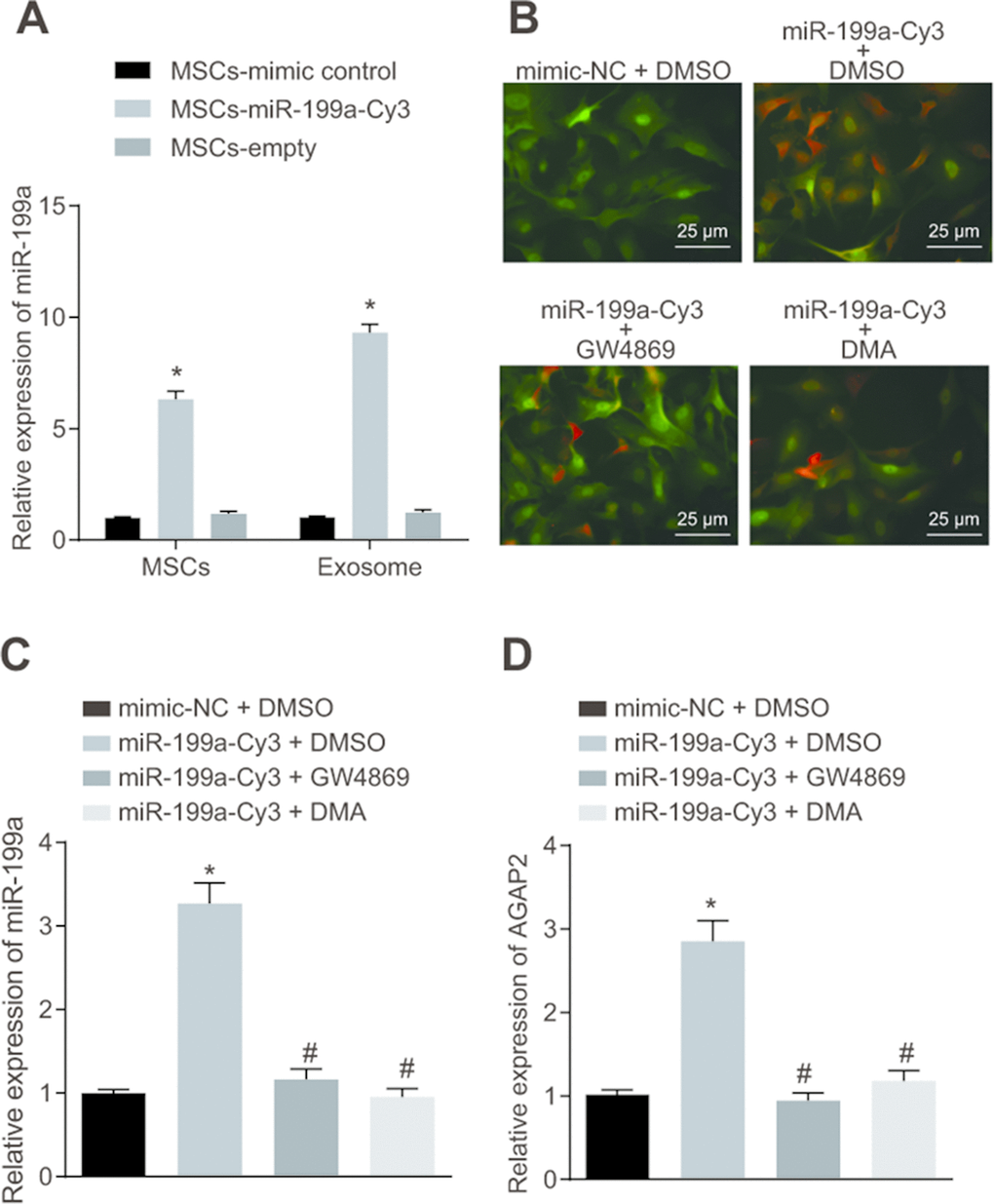 The hMSCs deliver miR-199a to glioma cells by secreting exosomes. (A) the expression of miR-199a in the presence of MSC-miR-199a, MSC-miR-control and MSC-empty, determined by RT-qPCR. (B) miR-199a could be delivered to U251 glioma cells form hMSCs, verified by fluorescence microscopy detection (scar bar = 25 μM). (C) the expression of miR-199a in U251 cells after co-culture, determined by RT-qPCR. (D) the expression of AGAP in U251 cells after co-culture, determined by RT-qPCR. * p p 