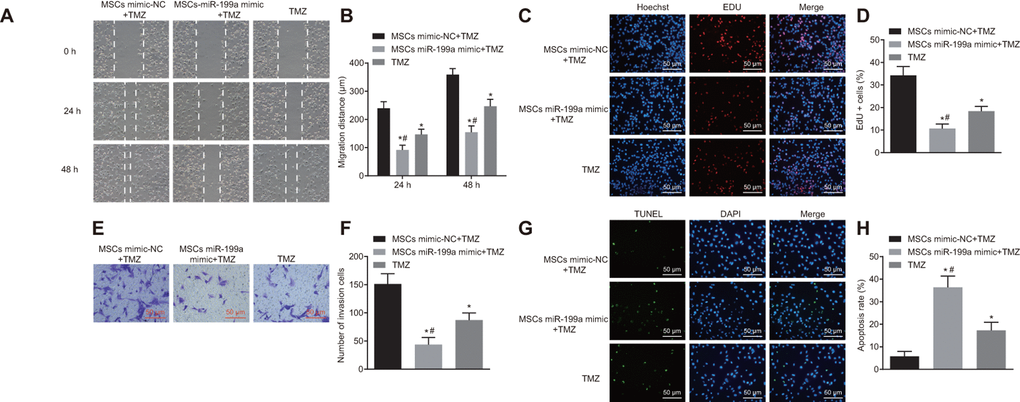 Combination of miR-199a and hMSCs delivering miR-199a enhances the chemosensitivity of glioma cells to TMZ. (A–B) the migration ability of U251 cells, assessed by scratch test (Scale bar = 100 μM). (C–D) the invasive ability of U251 cells, measured by Transwell assay (Scale bar = 50 μM). (E–F) the proliferation ability of U251 cells, evaluated by EdU assay. (G–H) the glioma cell apoptosis, detected by TUNEL staining (Scale bar = 50 μM). * p p t-test was used for the analysis. The experiment was repeated three times. TMZ, cells treated with Temozolomide; mimic-NC + TMZ, cells treated with mimic-negative control and Temozolomide; miR-199a mimic + TMZ, cells treated with miR-199a mimic and Temozolomide.