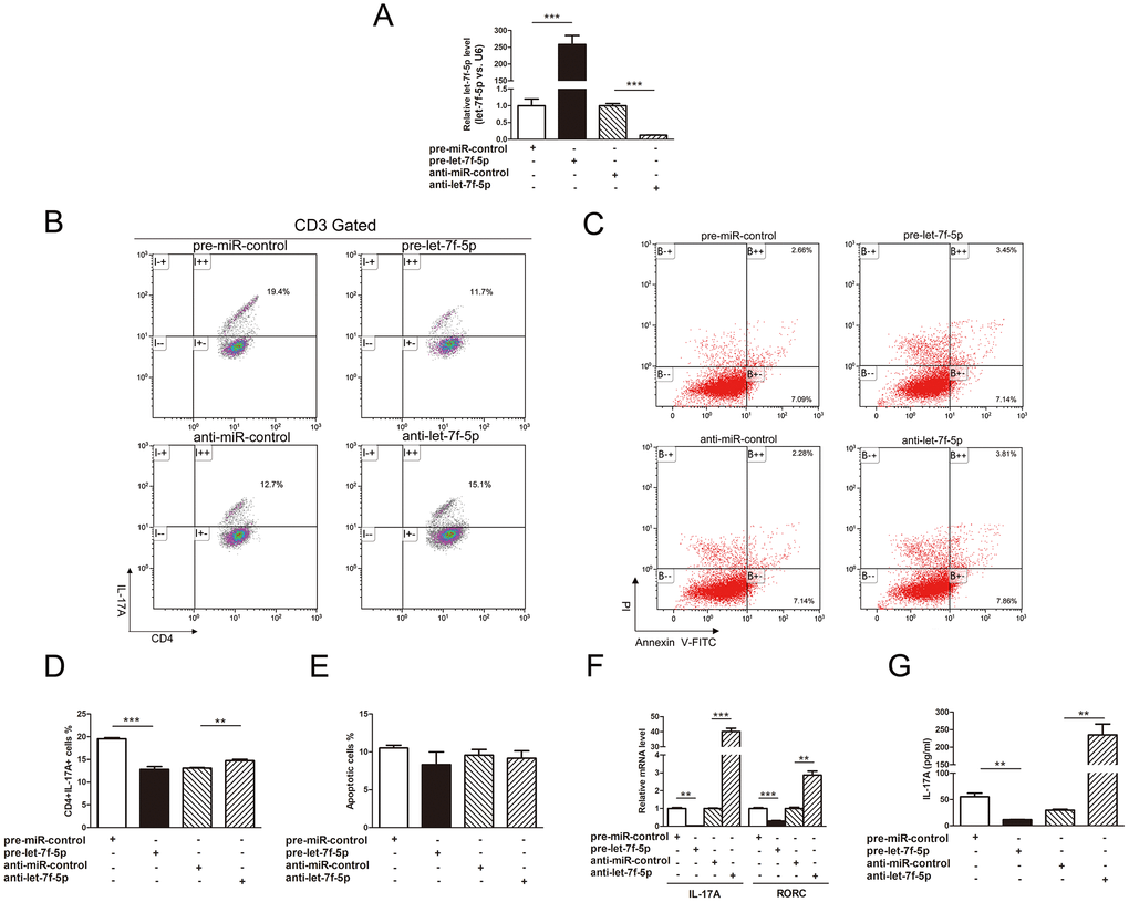 Let-7f-5p suppresses Th17 differentiation. (A) RT-PCR analysis of the expression of let-7f-5p in induced mouse Th17 cells transfected with 100 pmol of let-7f-5p mimic (pre-let-7f-5p), let-7f-5p inhibitor (anti-let-7f-5p) or negative control RNA (pre-miR-control or anti-miR-control). (B) The effect of let-7f-5p on Th17 differentiation. Naive CD4+ T cells were sorted from C57BL/6J mice, maintained in Th17 differentiation medium and transfected with pre-let-7f-5p, anti-let-7f-5p or negative control RNA for 96 h. The frequency of CD3+CD4+IL17A+ T cells is shown. The statistical analysis of the percentage of CD3+CD4+IL17A+ T cells is shown in (D). Data represent means ± SD from three independent experiments. (C, E) The effect of let-7f-5p on Th17 apoptosis. Induced mouse Th17 cells were cotransfected with pre-let-7f-5p, anti-let-7f-5p or negative control RNA. Cells were collected after 96 h and analyzed by flow cytometry. (F) Th17-specific gene expression in the transfected cells in (A) was analyzed by RT-PCR, and presented relative to GAPDH expression. (G) IL-17A expression in the culture supernatants of transfected cells in (A) was analyzed by ELISA. (* p p p 