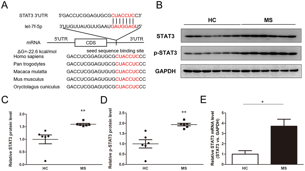 Identification of STAT3 as a direct target gene of let-7f-5p. (A) Sequence pairing between mature let-7f-5p and the human STAT3 3’-UTR. All of the nucleotides of the seed sequence for the binding site are conserved in several species, including Homo sapiens, Pan trogodytes, Macaca mulatta, Mus musculus, Oryctolagus cuniculus. The predicted free energy values of the hybrids are indicated. (B) Western blot analysis of STAT3 and p-STAT3 protein expression levels in CD4+ T cells from MS patients (n = 6) and HC (n = 6); (B) representative images; (C–D) quantitative analysis of STAT3 and p-STAT3 protein level. (E) RT-PCR analysis of STAT3 mRNA levels in CD4+ T cells from MS patients and HC. (* p p p 