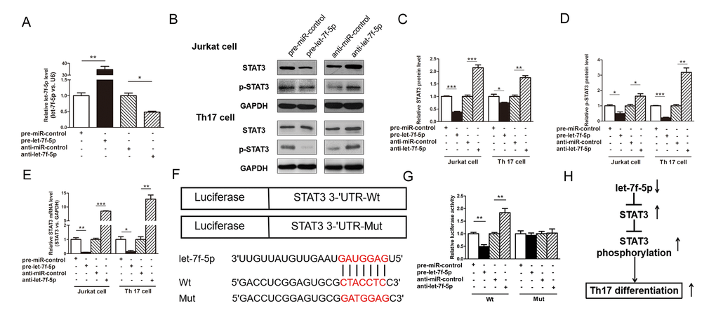 STAT3 is a direct target of let-7f-5p. (A) RT-PCR analysis of the expression of let-7f-5p in Jurkat cells transfected with 100 pmol of pre-let-7f-5p, anti-let-7f-5p or negative control RNA. (B) Western blotting analysis to detect STAT3 and p-STAT3 protein levels in Jurkat cells and induced mouse Th17 cells (Th17 cell) transfected with 100 pmol of the pre-let-7f-5p, anti-let-7f-5p or negative control RNA. (B): representative image; (C, D) quantitative analysis. (E) RT-PCR analysis of STAT3 mRNA levels in Jurkat cells and induced mouse Th17 cells transfected with 100 pmol of the pre-let-7f-5p, anti-let-7f-5p or negative control RNA. (F) Luciferase plasmids contain the wild-type (Wt) and mutant 3’-UTR of STAT3 and sequences of Wt and Mut target sites for let-7f-5p in the 3’-UTR of STAT3 are shown. (G) Dual luciferase reporter assay was used to confirm the direct recognition of the STAT3 3’-UTR by let-7f-5p. Wt and Mut luciferase plasmids were cotransfected into 293T cells with 100 pmol of pre-let-7f-5p, anti-let-7f-5p or negative control RNA. The β-galactosidase (β-gal) expression plasmid was used as a transfection control. (H) The working model of the role of let-7f-5p in Th17 differentiation. (* p p p 
