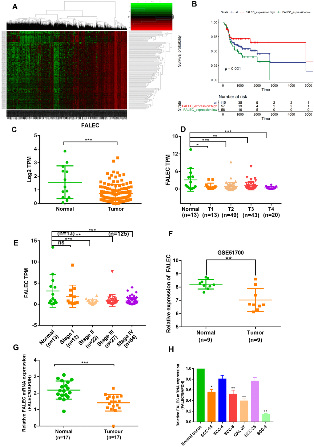 FALEC is markedly downregulated in TSCC and predicts good prognosis. (A) Hierarchical clustering analysis of lncRNAs that were differentially expressed (fold change > 2; p B) Kaplan-Meier curves for OS of TSCC patients with high vs. low expression of FALEC in TCGA cohort. (C) The Sequencing result of FALEC expression in TSCC and normal tissues in TCGA cohort. (D) The Sequencing result of FALEC in TSCC tissues of different T classification and normal tissues. (E) The Sequencing result of FALEC in TSCC tissues of different Stage and normal tissues. (F) FALEC expression was analyzed in GSE51700. (G) FALEC expression was detected in TSCC tissues and paired normal adjacent tissues. (H) Relative FALEC expression in cell lines and normal tissues. *P P P 