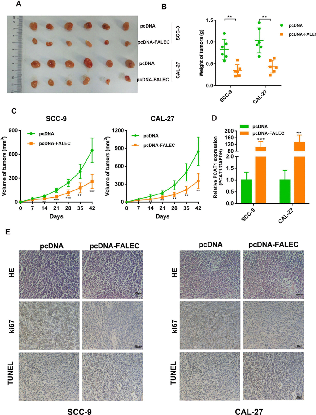 Overexpression of FALEC significantly reduces tumor growth in vivo. (A) Tumors removed from the Nude mice 7 weeks after injection of SCC-9 and CAL-27 cells stably transfected with pcDNA-FALEC or pcDNA, respectively. (B) Average weight of tumors derived from each group. (C) The tumor growth of FALEC-overexpression and control cells grafted mice were measured every 7 days, tumor growth curve was calculated. Representative images of tumors of each group (n = 6). (D)The expression of FALEC in grafted tumor tissues was analyzed by RT-qPCR. (E) Representative images of IHC staining of the grafted tumor. Data are shown as means ± SD. *pp p 