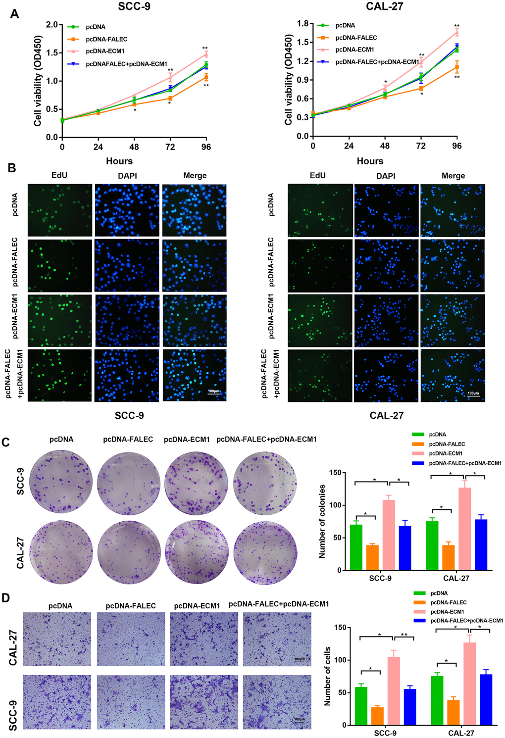 FALEC suppress TSCC progression by downregulating ECM1. SCC-9 and CAL-27 cells transfected with pcDNA/pcDNA-FALEC/pcDNA-ECM1 and cells transfected with pcDNA-FALEC followed by transfection with pcDNA-ECM1. After transfection, the cells were analyzed by CCK-8 assays (A), EdU assays (B), Colony formation assays (C) and transwell assays (D). Data are shown as means ± SD. *p p p 