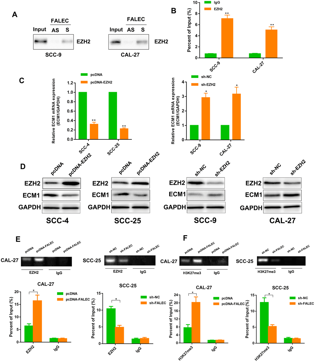 FALEC Binds with EZH2 to Epigenetically Silence ECM1, Inhibiting Cell Proliferation and Migration in TSCC Cell Lines. (A) Western Blotting of proteins from antisense FALEC and sense FALEC pull-down assays (n=3). (B) RNA immunoprecipitation (RIP) experiments were performed using the EZH2 antibody, and specific primers were used to detect FALEC (n=3). (C) ECM1 level was detected by RT-qPCR in the TSCC cell lines after overexpression or knockdown of EZH2. (D) ECM1 protein level was detected by western blotting in the TSCC cell lines after overexpression or knockdown of EZH2. (E, F) chromatin immunoprecipitation (ChIP) assays of EZH2 and H3K27me3 of the promoter region of the ECM1 locus after FALEC overexpression or knockdown. qPCR was performed to quantify the ChIP assays products. Enrichment was quantified relative to the input controls. IgG antibodies were used as a negative control. Data are shown as means ± SD. *p p p 