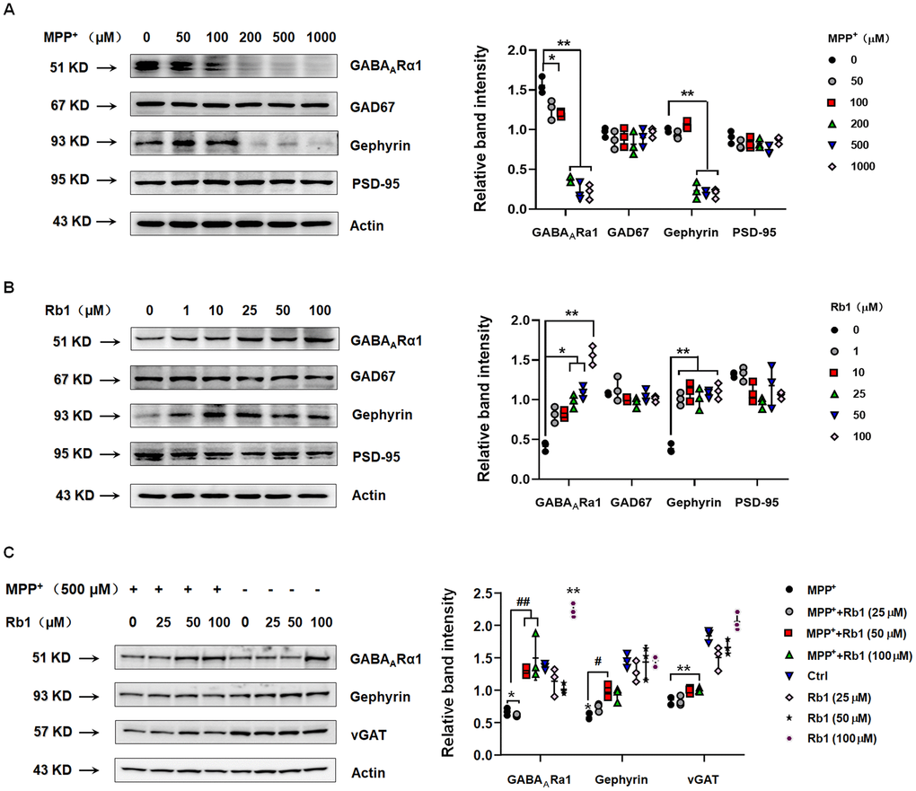 Rb1 increases GABAARα1 and gephyrin expression in normal or MPP+-treated SH-SY5Y cell. (A) Effect of different concentrations of MPP+ on the expression of GABAARα1, GAD67, gephyrin, and PSD-95 in SH-SY5Y cell. (B) Effect of different concentrations of Rb1 on the expression of GABAARα1, GAD67, gephyrin, and PSD-95 in SH-SY5Y cell. (C) Effect of different concentrations of Rb1 on the expression of GABAARα1, gephyrin, and vGAT in 500 μM MPP+-treated SH-SY5Y cell. n = 3. Results are expressed as the mean ± SEM. **P *P ##P #P + group. Statistical significance was determined by one-way ANOVA and the Bonferroni post-hoc test for pairwise comparisons.