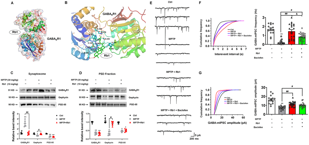 Rb1 modulates GABAB receptor in the PFC of MPTP-treated mice. (A) Overall map of Rb1 interaction with GABABR1 receptor. (B) Interaction between Rb1 with the extracellular domain of 4MS1, agonist conformation of GABABR1 receptor. Note that when Rb1 (indicted by green stick) was docked in the extracellular domain of 4MS1, four hydrogen bonds formed with the amino group of main chain and hydroxyl group of side chain of Ser130 sites, the amino group of main chain of Ser131 site, and the side chain of Asp104 site (indicated by red dotted line). Besides, Rb1 also formed a hydrophobic interaction with multiple hydrophobic amino acids or hydrophobic parts of polar amino acids in the extracellular domain of 4MS1 (Cys103, Cys129, Trp65, His170, Ser153, Tyr250, Val201) (indicated by blue stick). (C and D) The effect of Rb1 on the GABAB receptor expression in the synaptosome and PSD fraction of the PFC of MPTP-treated mice was determined by western blotting. Western blotting results are from two of the six mice in each group and are expressed as the mean ± SEM of three experiments. (E) Representative traces of GABA receptor-mediated mIPSCs in the presence of Rb1 and GABAB-receptor agonist Baclofen. All mIPSCs were recorded at a holding potential of −65 mV. (F) Cumulative frequency plots of the inter-event interval (left) and quantitative analysis of the frequency of GABA receptor-mediated mIPSCs (right) in the presence of Rb1 and presence of Baclofen. (G) Cumulative frequency plots (left) and quantitative analysis (right) of the amplitude of GABA receptor-mediated mIPSCs in the presence of Rb1 and presence of Baclofen. n = 14–20 per group. **P *P ##P #P &P post-hoc test for pairwise comparisons.