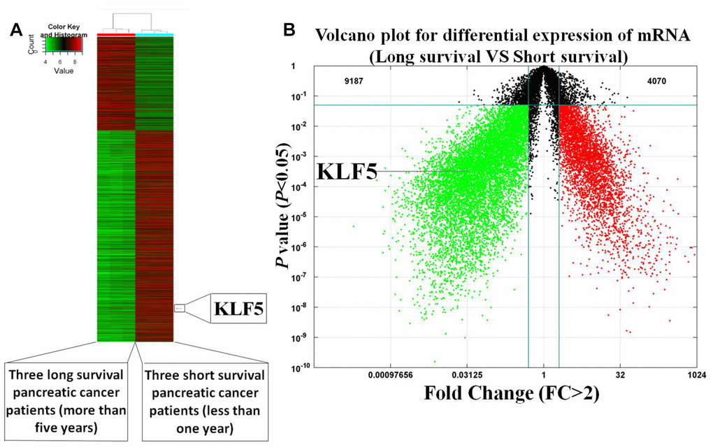 Heat map and volcano plot illustrating the gene expression profiles of short- and long-surviving pancreatic cancer patients. (A) Heat map of illustrating the gene expression profiles. Strongly expressed genes are shown in red, while weakly expressed genes are shone in green. KLF5 expression is higher in three short-surviving patients than in three long-surviving patients. (B) Volcano plot showing differential gene expression (P2).