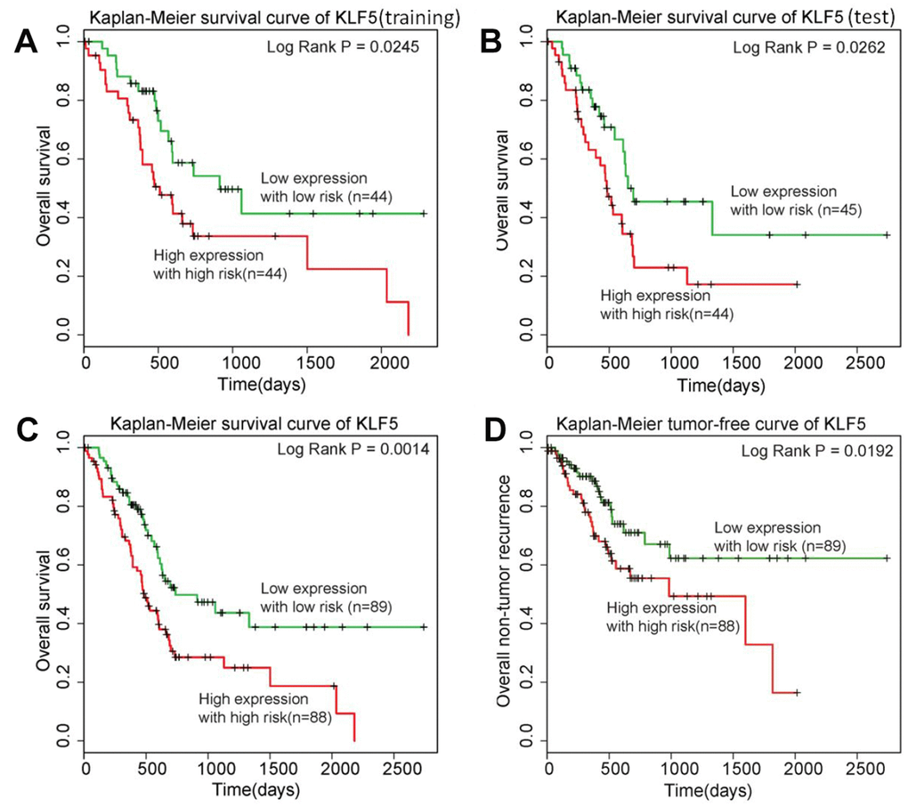 KLF5 is highly associated with pancreatic cancer patient prognosis. (A) Patients in the training group with high expression of KLF5 have shorter survival times than patients with low KLF5 expression. (B) Patients in the test group with high expression of KLF5 have shorter survival times than patients with KLF5 low expression. (C) Among all 177 patients included, those with high KLF5 expression have shorter survival times than those with low KLF5 expression. (D) Patients exhibiting high KLF5 expression have shorter tumor-free survival than those exhibiting low expression of KLF5.