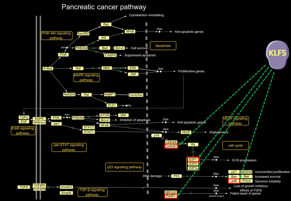 KLF5-targeted genes in the pancreatic cancer pathway. In the pancreatic cancer pathway extracted from the KEGG PATHWAY database (http://www.genome.jp/kegg/pathway.html), cyclin D1, E2F1, p48 and Rad51 were activated by KLF5.