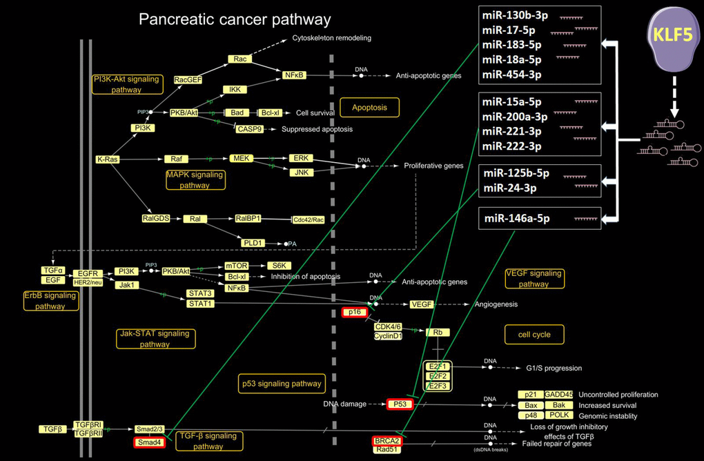 KLF5-targeted microRNAs in the pancreatic cancer pathway. In the pancreatic cancer pathway extracted from the KEGG PATHWAY database (http://www.genome.jp/kegg/pathway.html), 12 microRNAs activated by KLF5 inhibit Smad4, p53, p16 and BRCA2.