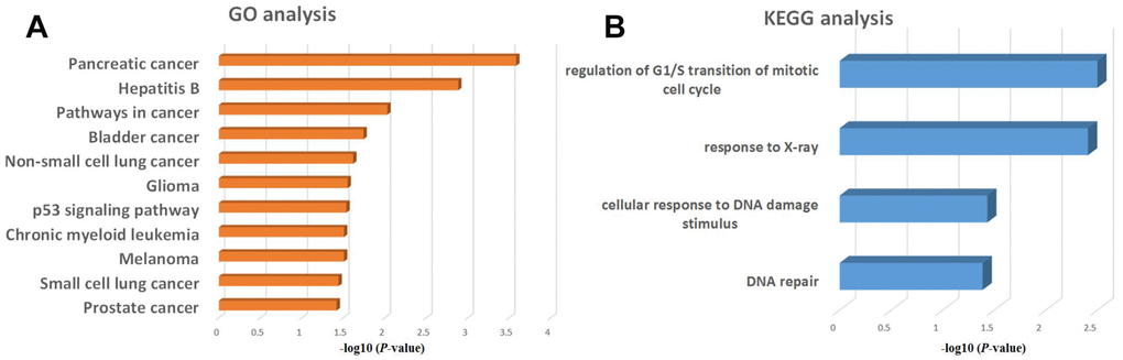 GO and KEGG enrichment analysis of regulatory genes potentially targeted by KLF5. (A) GO analysis of KLF5-targeted genes. (B) KEGG analysis of KLF5-targeted genes.
