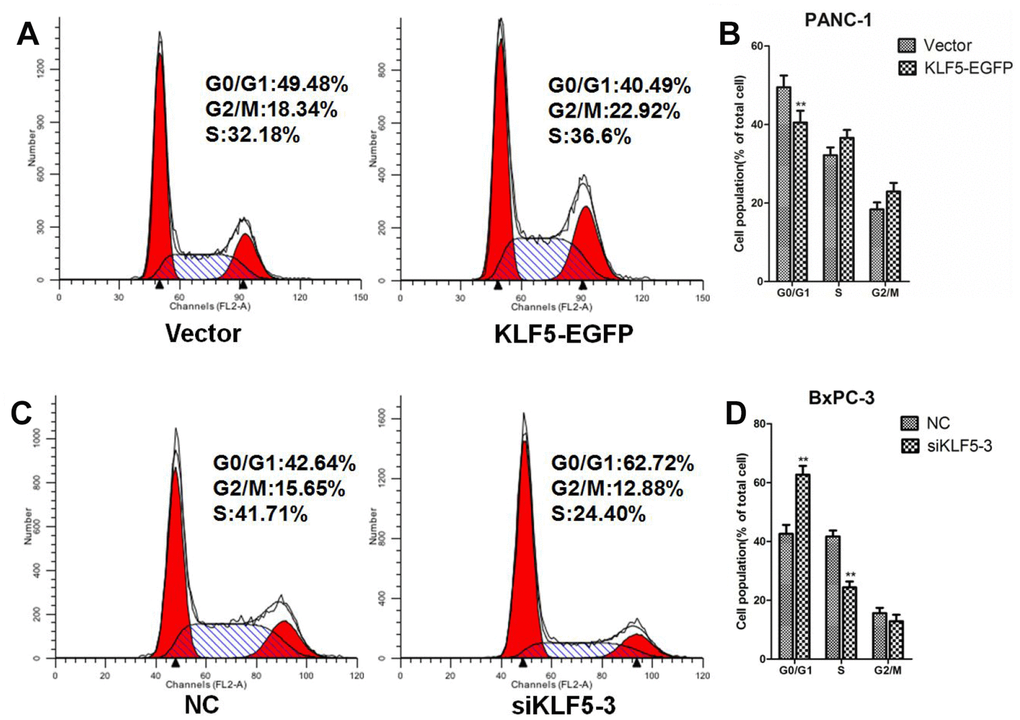 KLF5 promotes G1/S progression in pancreatic cancer cells. (A) PANC-1 cells were transfected for 48 h with empty vector or KLF5-EGFP plasmid, after which the cells were collected for flow cytometric analysis. (B) * P P C) BxPC-3 cells were transfected for 48 h with NC siRNA or siKLF5-3, after which the cells were collected for flow cytometric analysis. (D) * P P 