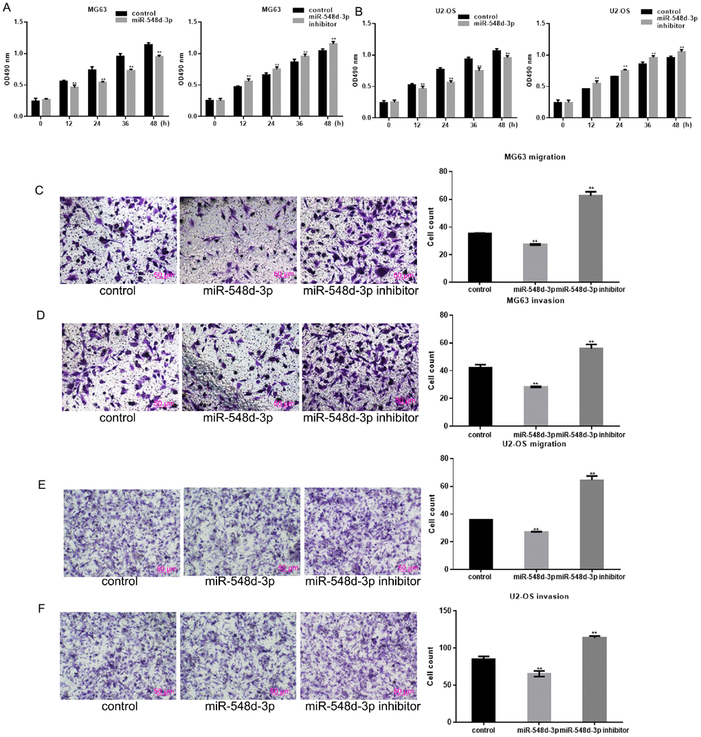 MiR-548d-3p inhibits the growth and migration of osteosarcoma cells. (A, B) MG63 and U2-OS cell growth was measured by an MTT assay after 24 h of transfection. The results represent the mean±SD of three independent experiments. **P C–F) The migration and invasion capacities of MG63 and U2-OS cells were measured by a Transwell assay after the cells were transfected with miR-548d-3p mimics, inhibitors or control miRNA for 24 h. The results represent the mean±SD of three independent experiments. **P 