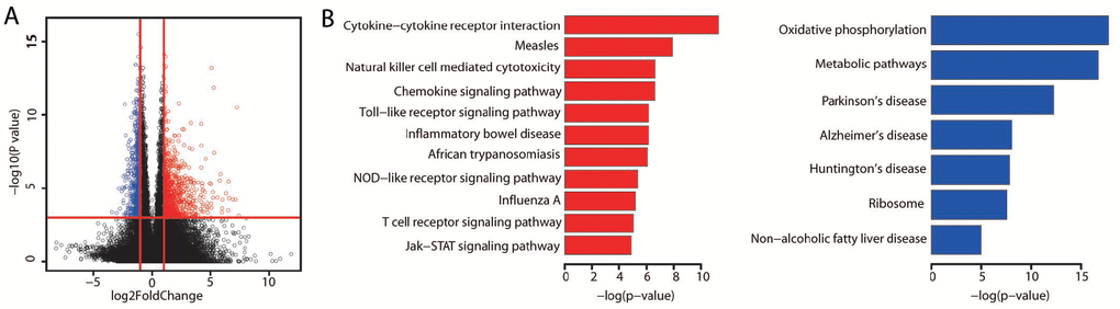 Differentially expressed genes between the better and poorer prognostic groups. (A) The significance of gene expression differences between the better and poorer prognostic groups. Each dot represents one gene. The x axis displays the gene expression difference as a log2-transformed fold-change. The y axis displays the significance as a -log10-transformed P value. The red vertical lines represent log2FoldChange values of -1 and 1, respectively. The horizontal red line represents a P value of 0.001. Genes were defined as differentially expressed if their absolute log2FoldChange values were greater than 1 and their P values were less than 0.001. A red dot indicates high expression, while a blue dot indicates low expression. (B) Bar plots display the significantly (adjusted P value P values were adjusted by the method of Benjamini and Hochberg.