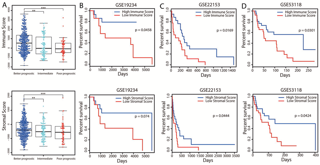 Associations of immune and stromal scores with patients’ OS. (A) The distribution of immune scores (top panel) and stromal scores (bottom panel) in the three groups. The boxplot displays that the immune/stromal scores were significantly higher in the better prognostic group and lower in the poorer prognostic group. **P P B–D) Three independent cohorts of melanoma patients from GEO were separately divided into two groups (the top and bottom tertiles) based on their immune (top panel) and stromal (bottom panel) scores. Kaplan-Meier OS curves are shown for each dataset.