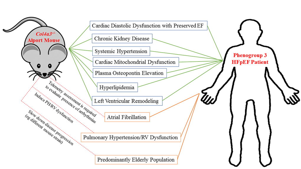 Engineering the Alport mouse to become a closer model for phenogroup 3 HFpEF patients. The Alport mouse represents multiple cardiac and extracardiac features of phenogroup 3 HFpEF patients (bound by green lines). Other HFpEF comorbidities not displayed or investigated in the Alport mouse (bound by orange lines) need to be addressed in order to engineer the mouse to better mimic phenogroup 3 HFpEF patients.