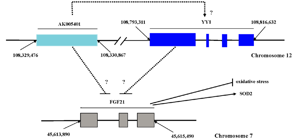 Sequence site and possible relationships of AK005401, FGF21 and YY1. AK005401 is 1392 bp non-coding RNA sequence, which derived from the gene sequence (from 108329474 to 108330865) located on chromosome 12. FGF21 is 947 bp including three exon sequences (from 45,613,890 to 45,615,490) located on chromosome 7. YY1 located on chromosome 12 as like as AK005401 is from 108,793,311 to 108,816,632.