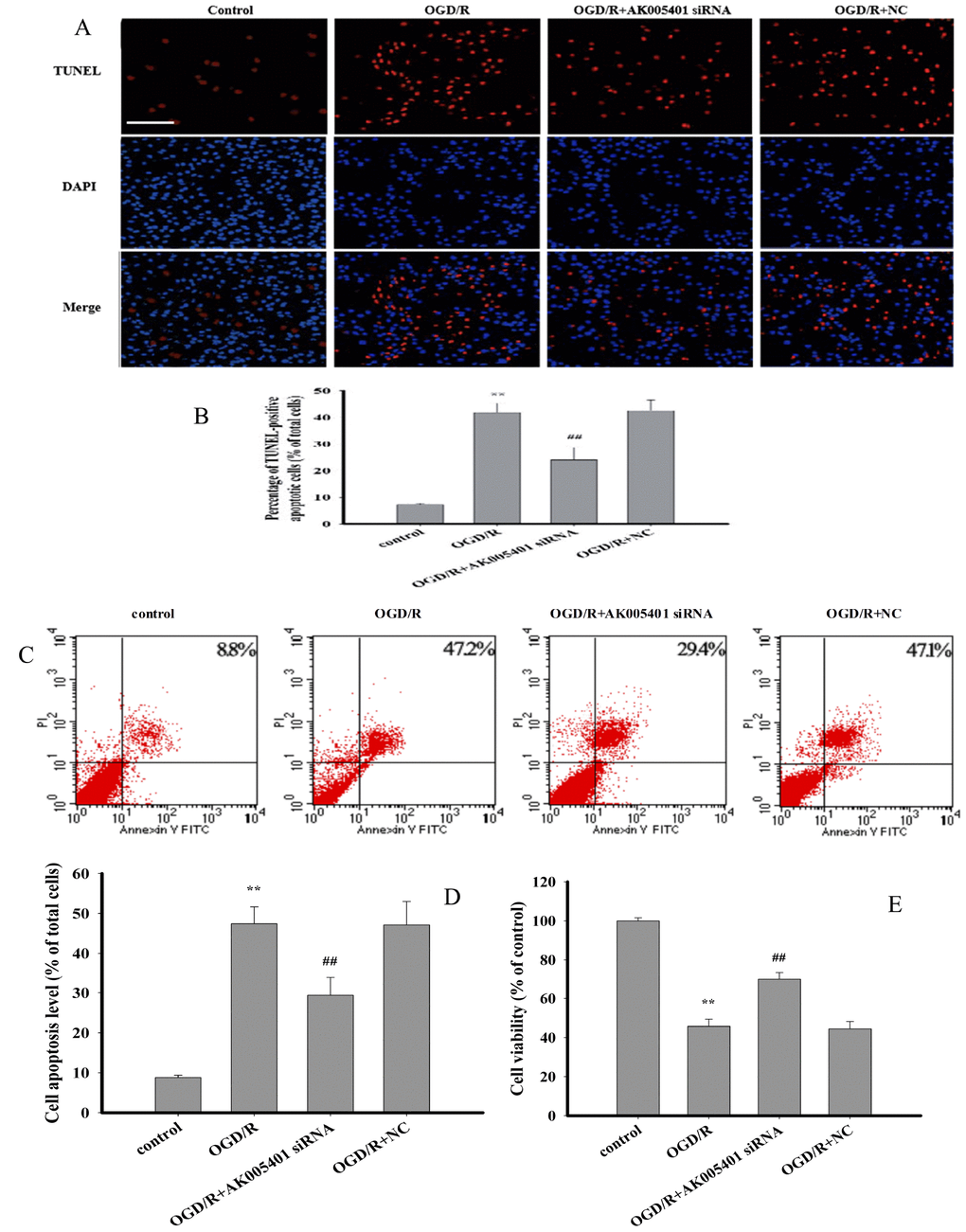 Effect of AK005401 on cell viability and apoptosis. HT22 cells were divided in four groups: control, OGD/R, AK005401siRNA, and NC. Cell viability was detected by MTT method. Cell apoptosis of all groups was observed by applying TUNEL apoptosis assay kit and AnnexinV/PI apoptosis assay kit, respectively. (A) apoptotic cells were visualized by TUNEL staining (red). Nuclei were counterstained with 4′,6-diamidino-2-phenylindole (DAPI, blue). (B) TUNEL positive apoptotic cells were counted as a percentage of the total number of cells. (C) Cell activities were evaluated using AnnexinV/PI apoptosis assay kit. (D) Apoptotic cells obtained from AnnexinV/PI method were counted as a percentage of the total number of cells. (E) Cell viabilities of all groups were measured by using MTT methods. Data were presented as mean±SD (n = 3 for apoptosis, n = 10 for cell viability). One-way ANOVA test was used to determine statistical significance. **P ##P 