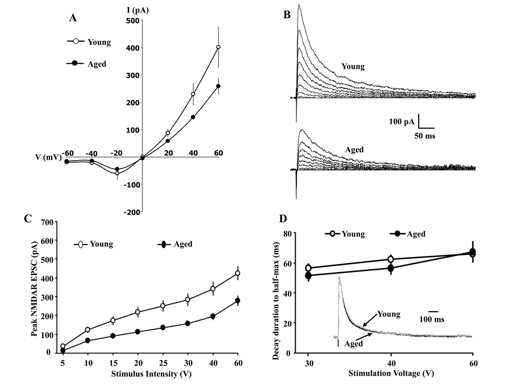 Whole-cell patch clamp recording from CA1 hippocampal pyramidal neurons of aged and young animals demonstrating the current-voltage relationship and synaptic decay duration. (A) The current-voltage relationship was recorded from CA1 pyramidal neurons from young (11/4 cells/animals) and aged (9/4 cells/animals) animals. When cells are clamped at positive voltages, the currents are outward and larger currents are observed for young animals. The reversal potential is near 0 mV for both age groups. When cells are clamped at negative voltages, currents are inward and reduced, consistent with Mg2+ blockade of the NMDAR channel. Examination of peak amplitude and time to half-decay of the NMDAR EPSC during aging. The cells were voltage clamped at +40 mV. (B) Representative traces evoked by the eight different stimulation intensities and recorded from young (top) and aged animals (bottom). (C) A decrease in the peak NMDAR EPSC was observed across the range of stimulation intensities for CA1 pyramidal cells recorded from aged animals (filled circle, n = 26/14 cells/animals), relative to cells from young animals (open circle, n = 20/9 cells/animals). (D) The mean (±SEM) time for the EPSC to decay to 50% of the peak for the three highest stimulation intensities. The inset shows the time course of the EPSC, evoked by 40 V stimulation, across all CA1 pyramidal cells recorded from young (gray trace, n = 20/9 cells/animals) and aged (dark trace, n = 26/14 cells/animals) animals. For each cell, the response amplitude evoked by 40 V stimulation was normalized to the peak of the response.