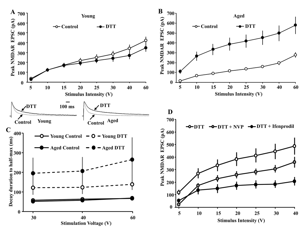 Input-output curves examining age-related differences in the peak NMDAR EPSCs under control conditions and in the presence of DTT (0.5 mM). The cells were voltage clamped at +40 mV. (A) Bath application of DTT (filled circle, n = 8/2 cells/animals) failed to increase NMDAR EPSCs for CA1 pyramidal cells recorded from young animals relative to the control condition (open circle, n = 25/11 cells/animals). (B) Across the range of stimulation intensities, DTT (filled circle, n = 7/3 cells/animals) significantly augmented NMDAR EPSCs in CA1 cells recorded from aged animals relative to the control condition (open circle, n = 26/14 cells/animals). (C) DTT increases the time to half-decay of the NMDAR synaptic response. The symbols represent the mean (±SEM) time of NMDAR-mediated EPSC to decay to 50% of the peak under control conditions and in the presence of DTT for the three highest stimulation intensities. The inset (left) shows time course of the EPSC, evoked by 40 V stimulation, across all CA1 pyramidal cells recorded from young animals under the control condition (gray trace, n = 20/9 cells/animals) and in the presence of DTT (black trace, n = 8/2 cells/animals). The inset (right) time course of the EPSC, evoked by 40 V stimulation, across all CA1 pyramidal cells recorded from aged animals under the control condition (gray trace, n = 26/14 cells/animals) and in the presence of DTT (black trace, n = 7/3 cells/animals). For each cell, the response amplitude evoked by 40 V stimulation was normalized to the peak of the response. (D) Increased contribution of the GluN2B subunit to the peak NMDAR EPSC following DTT-induced potentiation of NMDAR EPSCs in slices obtained from aged animals. The cells were voltage clamped at +40 mV and input-output curves of the peak NMDAR EPSCs were generated in presence of DTT (open circle, n = 7/3 cells/animals), DTT+NVP (gray circle, n = 5/2 cells/animals), and DTT+ifenprodil (filled circle, n = 5/3 cells/animals).