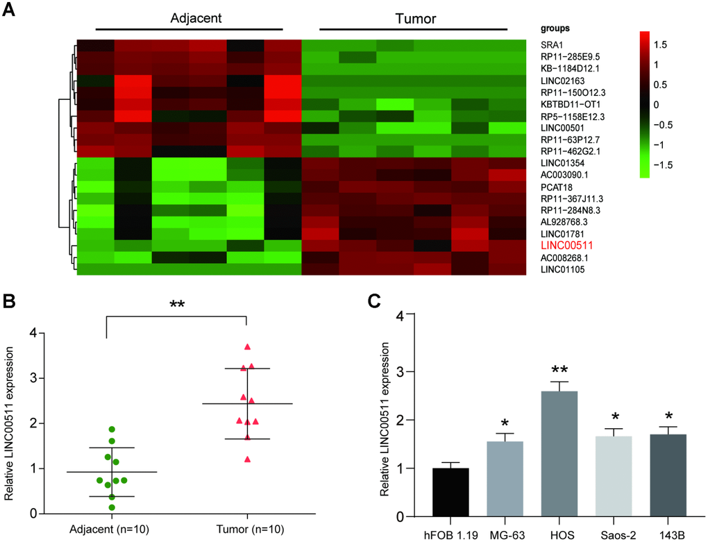 LncRNA microarray analysis and high expression of LINC00511 in OS. (A) Heatmap of lncRNA expression in OS tissues (n=6). LncRNAs were selected based on Flod change value>2 and PB) The expression of LINC00511 in Tumor tissues was higher than that in adjacent tissues as detected by qRT-PCR. **PC) The expression of LINC00511 in OS cell lines, including MG-63, HOS, Saos-2 and 143B. *PP