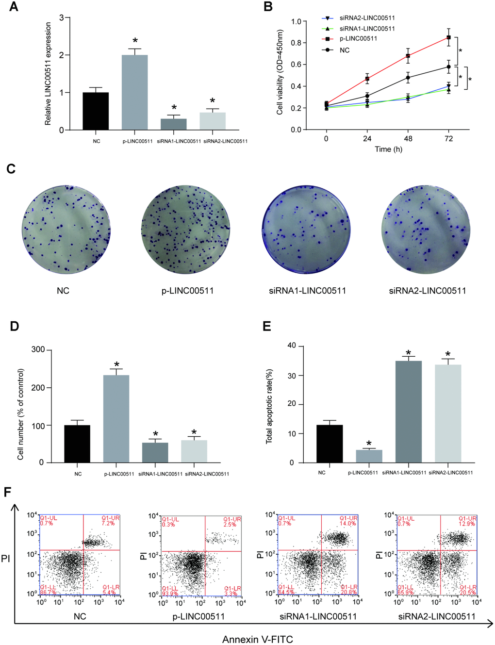 LINC00511 mediates the cell proliferation and apoptosis of HOS cells in vitro. (A) The relative expression level of LINC00511 was changed in HOS cells transfected with p-LINC00511- or LINC00511-targeting siRNA. P-LINC00511 is a LINC00511 overexpression vector, and its transfection induced a high level of LINC00511 expression. In contrast, transfection of specific LINC00511-targeting siRNA caused low expression levels of LINC00511 in HOS cells. (B) CCK-8 assays showed that the proliferation ability is changed in HOS cells with LINC00511 dysregulation. Up- or downregulation of LINC00511 was induced by pre-transfection with p-LINC00511 or specific siRNA. (C–D) Colony formation ability of HOS cells with altered expression of LINC00511. (E–F) Apoptosis rate of HOS cells with altered expression of LINC00511. *P 