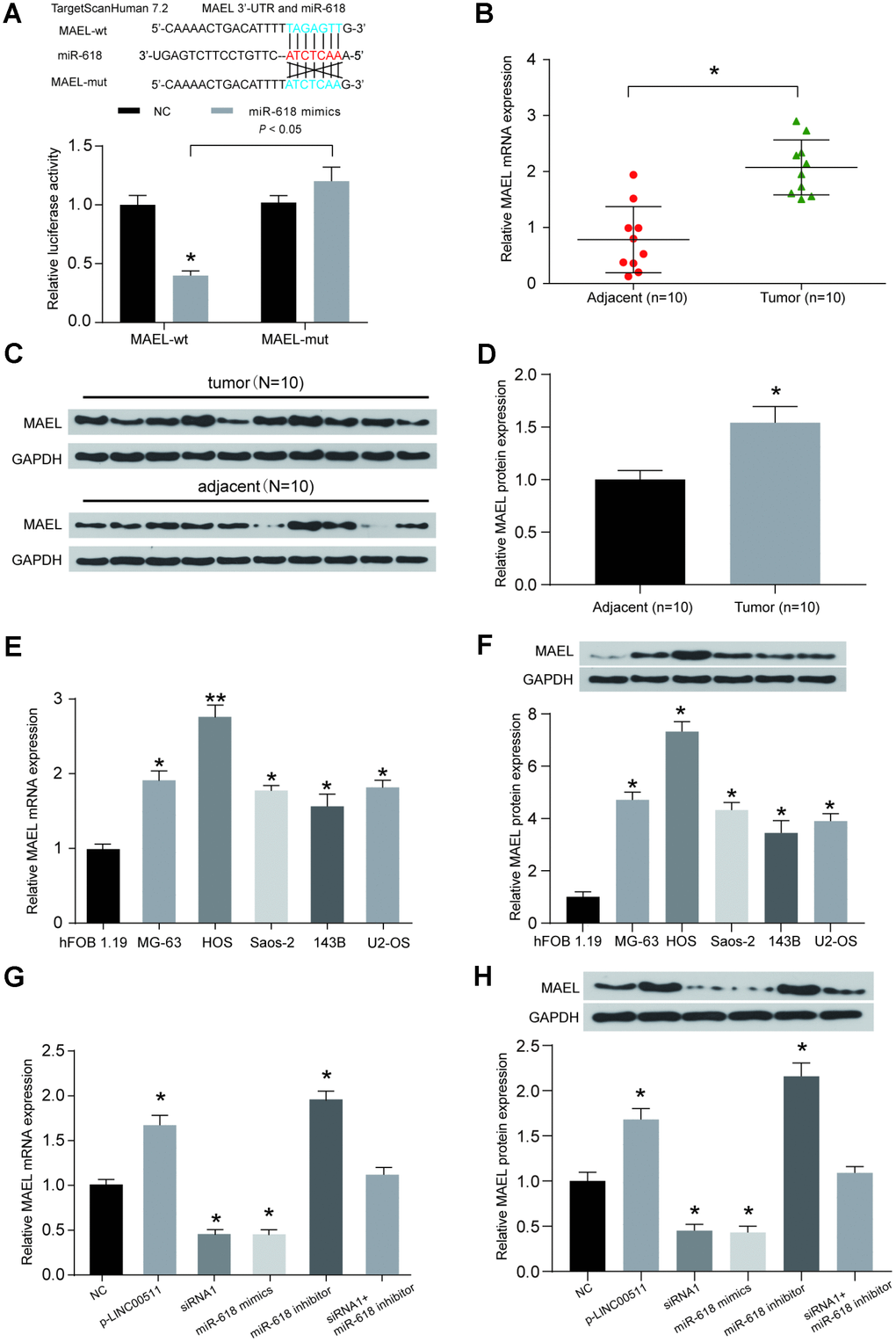 The expression of MAEL is mediated by both miR-618 and LINC00511. (A) Binding sites between miR-618 and MAEL were predicted by TargetScanHuman7.2. Then, the target relationship between miR-618 and MAEL was validated by a dual-luciferase reporter assay. MiR-618 mimics significantly inhibited the expression of luciferase reporter vectors carrying the wild-type MAEL sequence but not the mutated MAEL sequence. *PB) A qRT-PCR assay shows that MAEL mRNA expression was higher in OS tissues than in corresponding normal tissues. *PC–D) MAEL protein expression levels were detected in OS tissues and adjacent normal tissues by Western blot assay (N=10). (E–F) MAEL mRNA (E) and protein (F) expression levels in OS cell lines. *PPG–H) MAEL mRNA (G) and protein (H) expression levels in HOS cells transfected with NC, p-LINC00511, siRNA-LINC00511, and miR-618 inhibitor or mimics were tested by qRT-PCR and Western blot assays. *P