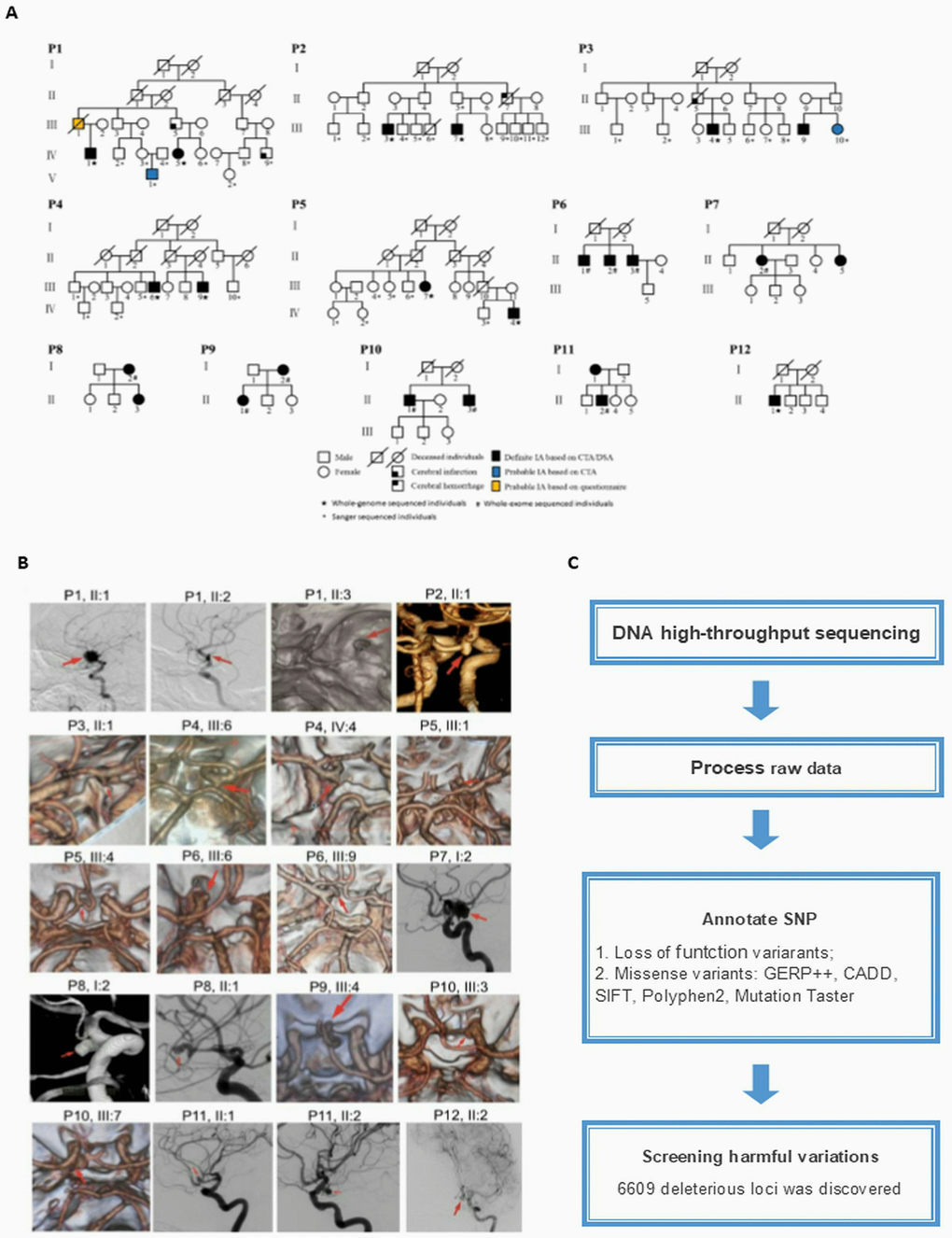 (A) Pedigrees of the 20 cases with intracranial aneurysm (IA). (B) IA reconstruction from digital subtraction angiography, magnetic resonance angiography, and computed tomography angiography. The red arrows indicate the location of the aneurysm. (C) Workflow for filtering deleterious single-nucleotide polymorphisms (SNPs).