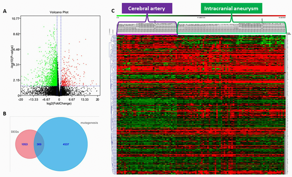 (A) Volcano plot of significantly up-regulated (red) and down-regulated (green) DEGs. (B) Venn diagram showing the number of genes from next-generation sequencing (NGS) that were considered mutant (mutagenesis), the number of genes from transcriptome sequencing data in the GEO database considered differentially expressed genes (DEGs), and the number of genes common to the NGS and transcriptome sequencing datasets. (C) Heat map showing expression of genes overlapping between the NGS and transcriptome sequencing datasets.