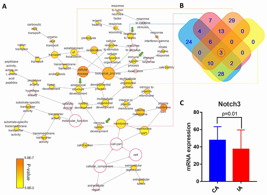 (A) Schematic showing enrichment of functions from intersections of filtered mutant genes and DEGs. The color of the node indicates the significance of gene representation, and its size corresponds to the number of genes in that gene ontology (GO) category. The IA-related GO-terms that were carried forward are indicated by green arrows. (B) Diagram showing unique and shared genes from the selected IA-related GO terms. (C) NOTCH3 mRNA expression data from IA and cerebral artery (CA) tissue, as deposited in the GEO database.