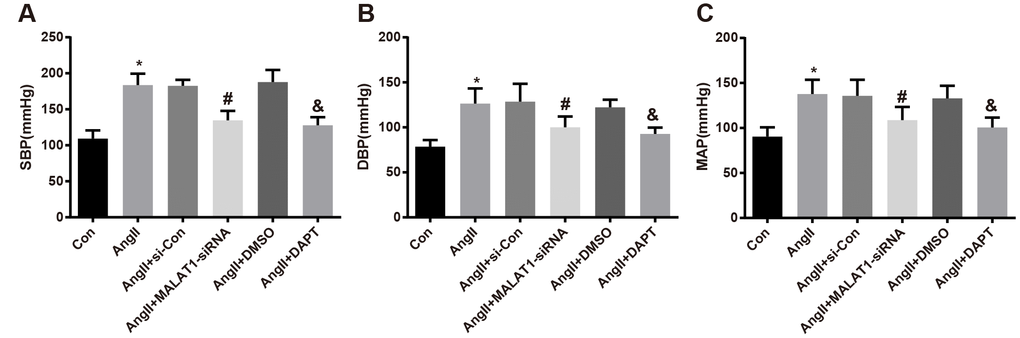 Down-regulated MALAT1 and inhibited Notch-1 decline blood pressure level of rats with HTN. (A) comparison of SBP of rats; (B) comparison of DBP of rats; (C) comparison of MAP of rats; * P vs the Con group; # P vs the AngII + si-Con group; & P vs the AngII + DMSO group; n = 10, data were expressed as mean ± standard deviation; one-way ANOVA was used for analyzing data, pairwise comparison was analyzed by Tukey’s post hoc test.