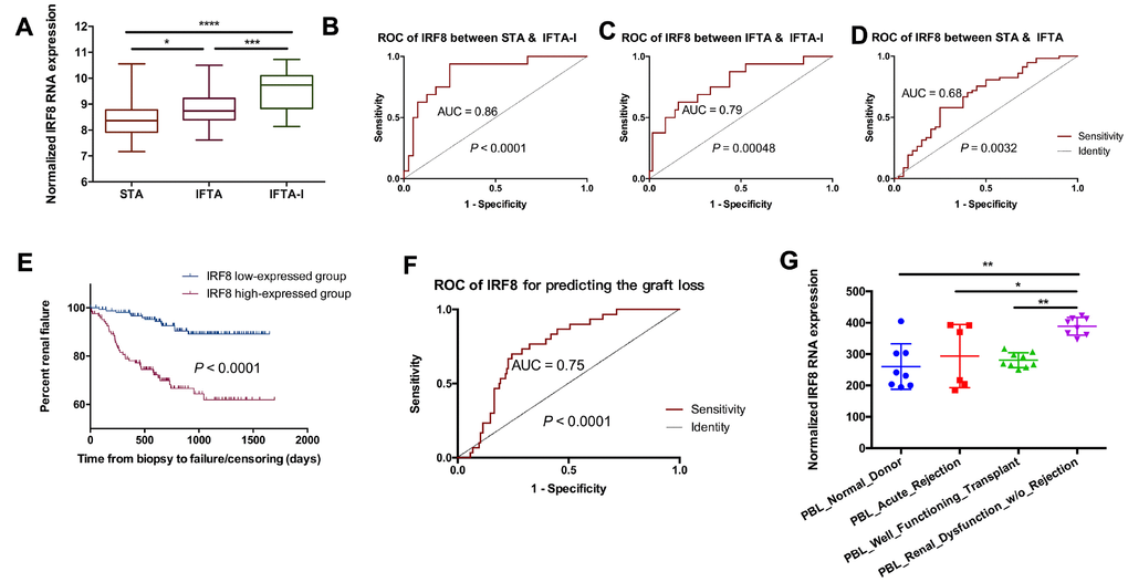 IRF8 as the identification of IFTA-I between IFTA. (A) IRF8 expression had significant differences among the STA, IFTA and IFTA-I groups; ROC curve showed that IRF8 could be used for predicting IFTA-I from STA (B) and IFTA (C) and STA from IFTA (D); (E) All biopsies were divided into IRF8 high-expressed and low-expressed group and it indicated that recipients with high IRF8 expression were easier to develop into renal graft dysfunction and failure than that in the IRF8 low-expressed group (P F) AUC of IRF8 was 0.75 in the biopsies without rejection; (G) IRF8 expression was higher-expressed in the peripheral blood lymphocyte (PBL) in renal dysfunction w/o rejection than those with normal kidney function or with acute rejection in post-transplantation recipients. *P P P P 