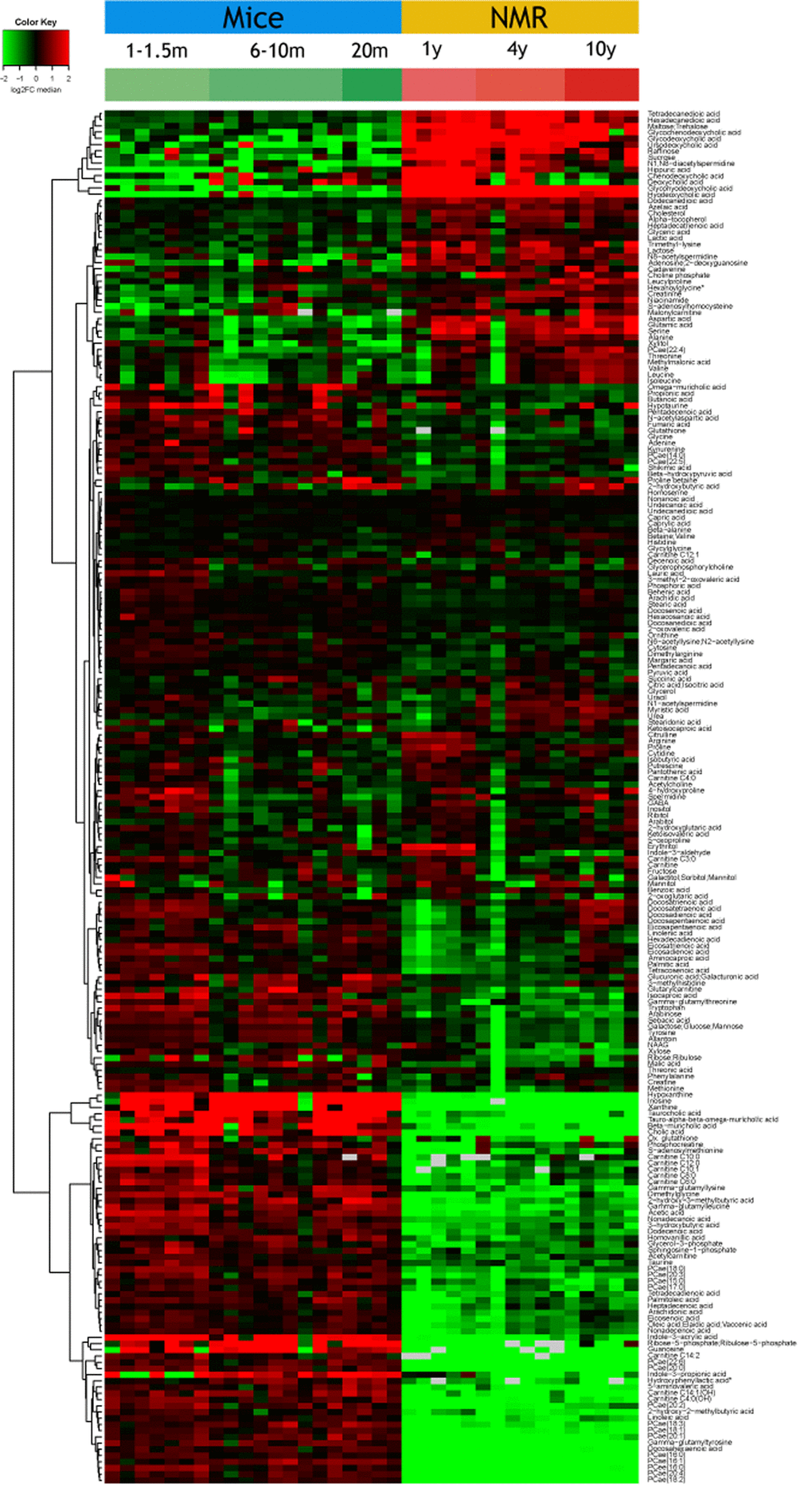 Overview of the plasma metabolome in the two rodents. The abundance of each metabolite is indicated for each mouse or naked mole-rat (NMR) as a heat map (red = high, green=low). Results were subjected to hierarchical clustering to indicate the increase (upper part) or decreased (lower part) of metabolites in NMR as compared to mice. Note that the raw data are listed in Supplementary Table 1.