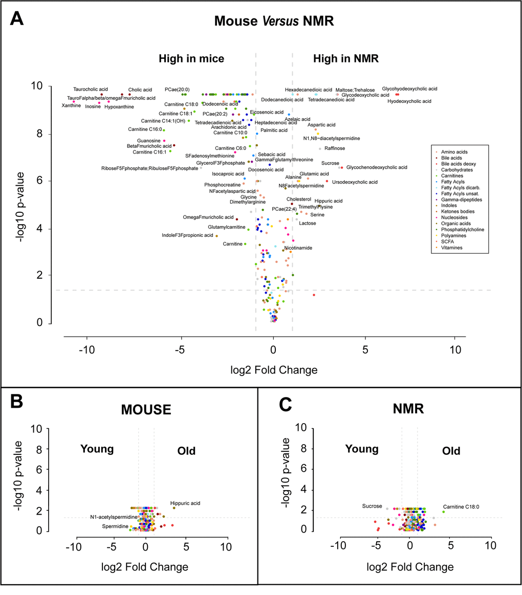 Volcano plots of metabolome differences. (A) Interspecies comparison. (B) Comparison between young (1-1.5 months) and old (20 months) mice. (C) Comparison between young (1 year) and old (10 months) naked mole-rats (NMR). The color code classifying different metabolic species used in A is also used in B and C. Selected metabolites are indicated.