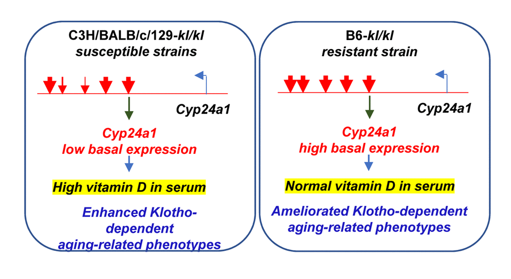 Genetic variations in the enhancer-like regions downstream of the Cyp24a1 gene regulate its basal expression in different strains of inbred mice. Deletions and substitutions in the putative Cyp24a1 regulatory sequences in susceptible C3H, BALB/c and 129 mice lead to reduced basal expression of the gene, compared to resistant C57BL/6 mice, and render susceptible strains to high levels of vitamin D in the serum and aging-related detrimental phenotypes with decreased Klotho expression.