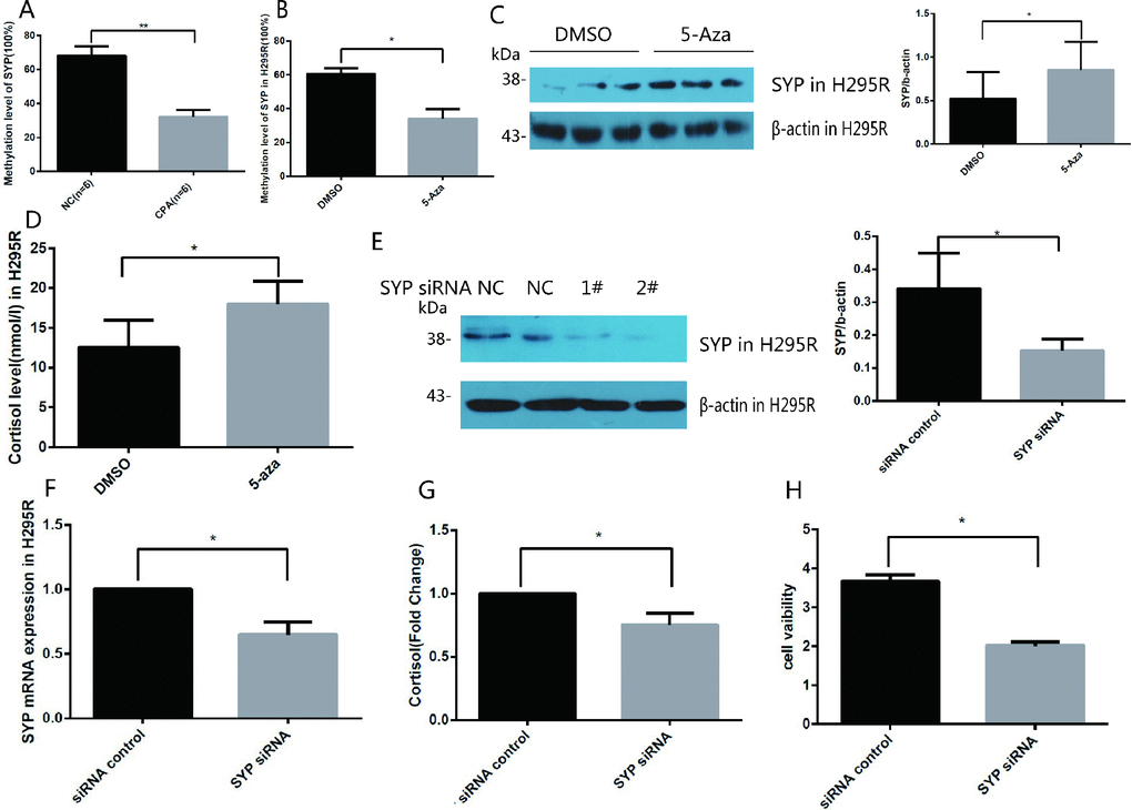 Methylation of the SYP promoter regulates the expression of SYP and cortisol secretion and H295R cells proliferation. (A) SYP methylation levels in CPA and normal adrenal tissues was determined using EpiTect Methyl II PCR Assay (n=12). (B) H295R cells were treated with 5-azaC, SYP methylation levels was determined by EpiTect Methyl II PCR Assay. (C) H295R cells were treated with 5-aza (5 μm) for 48 h the SYP protein level was determined by western blotting. (D) H295R cells were treated with 5-aza (5 μm) for 48 h, then cortisol secretion in H295R cell supernatants were measured in cell supernatants by ELISA. (E and F) Knock-down of SYP by siRNA was confirmed by qRT-PCR (F) and Western blotting (E). (G) The H295R cells was treated with SYP siRNA or control, then cortisol secretion in H295R cell supernatants were measured by ELISA. (H) Knock-down of SYP inhibited H295R cell proliferation measured by CCK assay. Three independent experiments were performed, and representative data are shown. Data are shown as mean ± SD. **pp