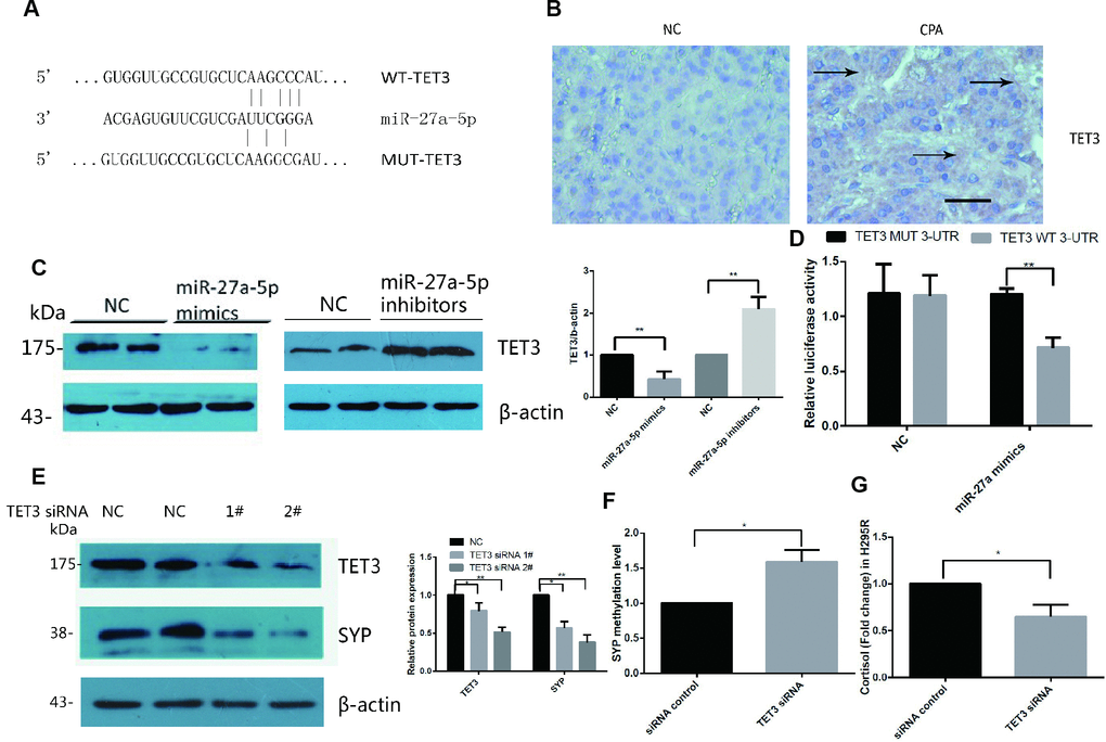 TET3 is a direct target of miR-27a-5p and TET3 regulated SYP expression and cortisol secretion in H295R cells. (A) RNA22 predicts that TET3 is a potential target of miR-27a-5p. (B) Immunohistochemical staining for TET3 in CPA and normal adrenal tissue. DAB staining showed that the intensity of staining for TET3 was significantly stronger in CPAs than in normal adrenal tissues. The brown area indicated by arrow is the positive staining of TET3 in CPAs. Representative data are shown. (C) TET3 protein levels in H295R cells were assessed by Western blotsin control in miR-27a-5p mimics transfected cells and miR-27a-5p inhibitor transfected cells. (D) Luciferase reporter assays were performed using luciferase constructs carrying a WT or mutant TET3 3