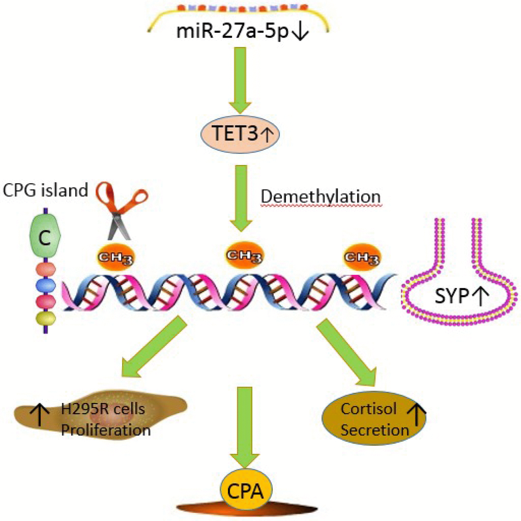 The mechanism diagram about miR-27a-5p-TET3-SYP signal pathway in adrenocortical adenomas causing CPA. miR-27a-5p suppresses SYP through epigenetic repression by targeting TET3 in adrenocortical adenomas causing CPA. miR-27a-5p-TET3-SYP signalling pathway may play a key role in CPA progression, H295R cell proliferation and cortisol secretion.