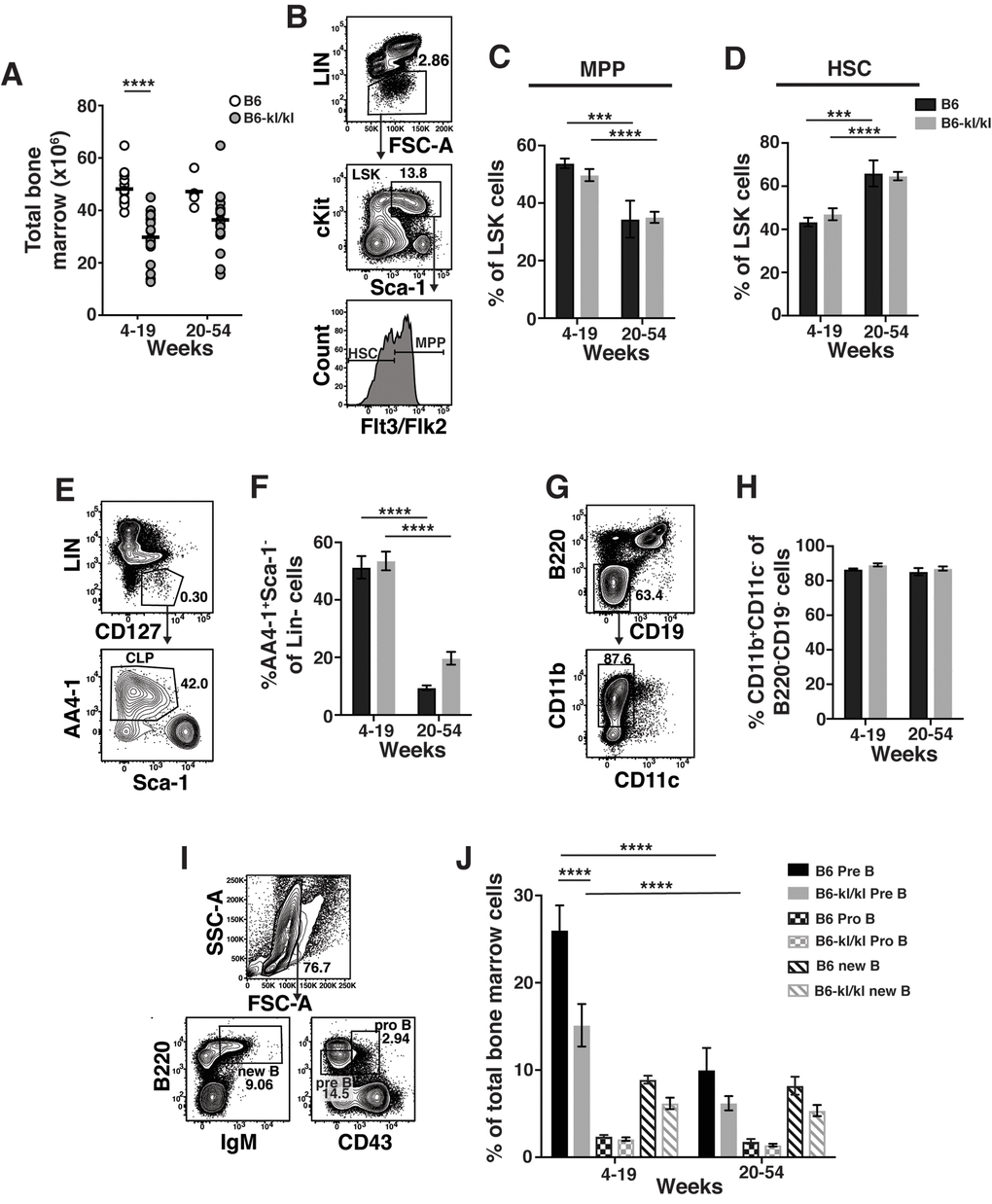 Immune cells in the bone marrow have a similar composition in C57BL/6 and B6-kl/kl mice. (A) Total bone marrow (BM) cells in C57BL/6 and B6-kl/kl at 4-19 weeks (C57BL/6 n=15 and B6-kl/kl n=18) of age or 20+ weeks (C57BL/6 n=4 and B6-kl/kl n=18) from pooled male and female mice. Statistical significance determined by multiple t tests: **** p ≤ 0.0001. (B) Representative flow cytometry plot and (C) frequency of MPP and (D) HSC of the LSK (Lin-cKit+Sca1+) cells. C57BL/6 n=15, 4-19 weeks; n=4, 20+ weeks. B6-kl/kl n=18, 4-19 weeks; n=18, 20+ weeks. Statistical significance determined by 2way ANOVA and Tukey’s multiple comparison test: *** p≤ 0.001 and **** p≤ 0.0001. (E) Representative flow cytometry plot of CLP (Lin-CD127+AA4.1+Sca1low), and (F) frequency of CLP in of Lin-CD127+ cells. C57BL/6 n=15, 4-19 weeks; n=4, 20+ weeks. B6-kl/kl n=18, 4-19 weeks; n=18, 20+ weeks. Statistical significance determined by 2way ANOVA and Tukey’s multiple comparison test: **** p ≤ 0.0001. (G) Representative flow cytometry plot of Myeloid cells (CD11b+CD11c-) and (H) frequency of CD11b+CD11c- cells of B220-CD19- cells. C57BL/6 n=10, 4-19 weeks; n=4, 20+ weeks. B6-kl/kl n=15, 4-19 weeks; n=15, 20+ weeks. (I) Representative flow cytometry plot for Pre B cells (B220lowCD43-), Pro B cells (B220+CD43+) and new B cells (B220+IgM+) and (J) frequency of B cell subsets from BM. C57BL/6 n=15, 4-19 weeks; n=4, 20+ weeks. B6-kl/kl n=18, 4-19 weeks; n=16, 20+ weeks. Statistical significance determined by 2way ANOVA and Tukey’s multiple comparison test: **** p ≤ 0.0001.