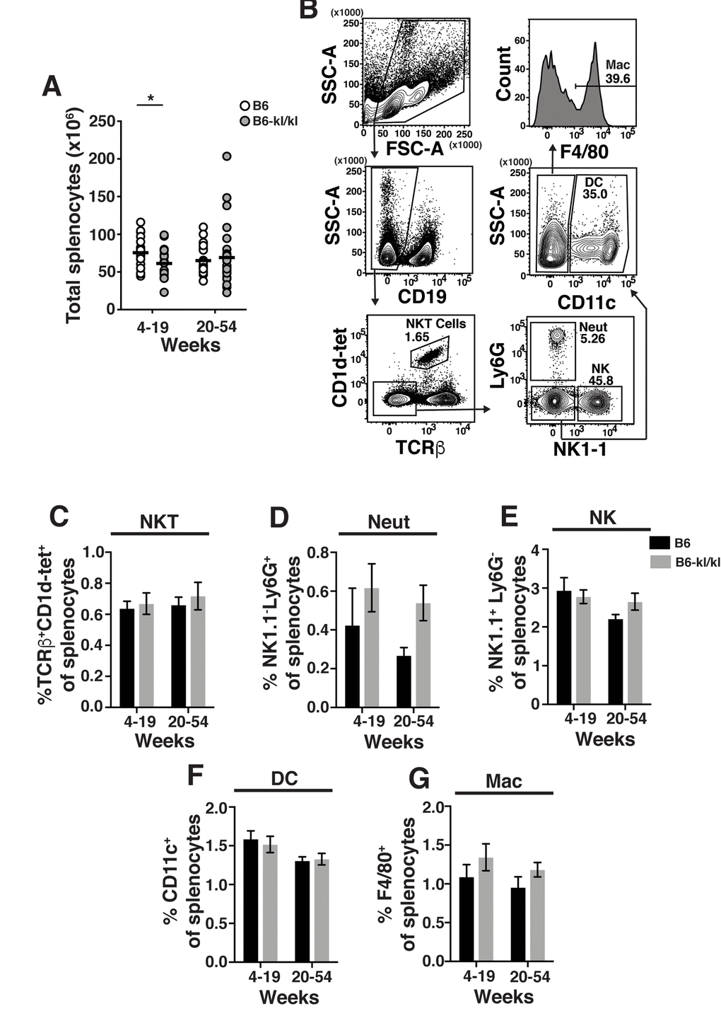 Innate immune cell composition in the spleen is similar in C57BL/6 and B6-kl/kl mice. (A) Total splenocytes in C57BL/6 and B6-kl/kl mice at 4-19 weeks (C57BL/6 n=25 and B6-kl/kl n=19) and 20+ weeks (C57BL/6 n=25 and B6-kl/kl n=27) of age from pooled male and female mice. Statistical significance determined by multiple t tests: * p ≤ 0.05. (B) Representative flow cytometry plots of NKT cells (CD19-CD1d+TCRβ+), Neutrophils (Neut) (CD19-CD1d-TCRβ--NK1.1-Ly6G+), NK cells (CD19-CD1d-TCRβ-NK1.1+Ly6G-), dendritic cells (DC) (CD19-CD1d-TCRβ-NK1.1-Ly6G-CD11c+), and macrophages (Mac) (CD19-CD1d-TCRβ-NK1.1-Ly6G-CD11c-F4/80+). Frequency of (C) NKT, (D) neutrophils, (E) NK cells, (F) dendritic cells, and (G) macrophages. C57BL/6 n=13, 4-19 weeks; n=19, 20+ weeks. B6-kl/kl n=11, 4-19 weeks; n=16, 20+ weeks. Bars represent the standard error mean.
