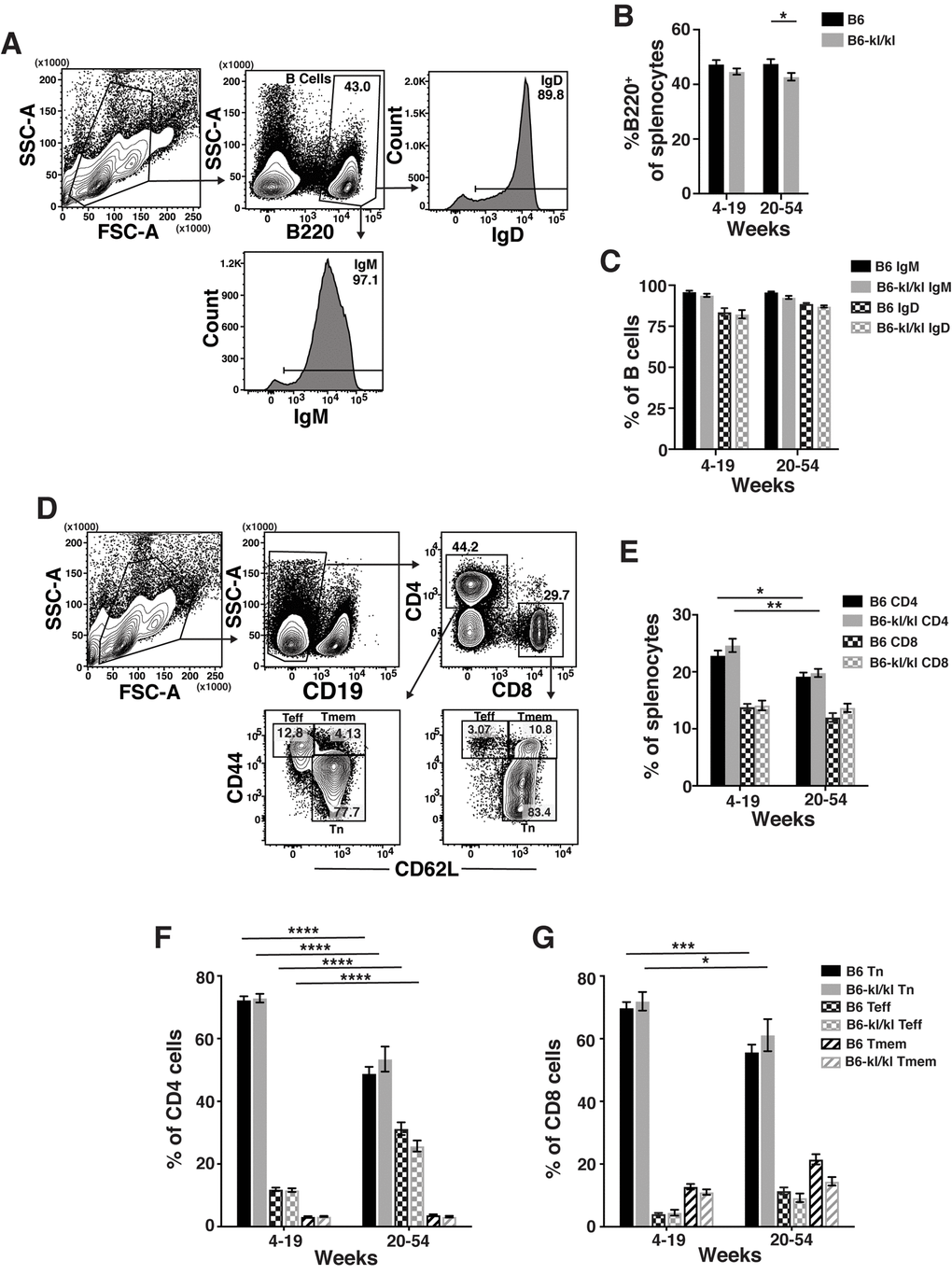 Adaptive immune cell composition in the spleen is similar in C57BL/6 and B6-kl/kl mice. (A) Representative flow cytometry plots of splenic B cells. Frequency of (B) total B cells and (C) IgM+ or IgD+ B cells in the spleen of C57BL/6 and B6-kl/kl mice at 4-19 weeks (C57BL/6 n=18 and B6-kl/kl n=18) and 20+ weeks (C57BL/6 n=16 and B6-kl/kl n=23) of age from pooled male and female mice. Bars represent the standard error mean. Statistical significance determined by 2way ANOVA and Tukey’s multiple comparison test: * p ≤ 0.05. (D) Representative flow cytometry plots of splenic naïve (Tn; CD62L+CD44lo), effector-phenotype (Teff; CD44hiCD62lo), and memory-phenotype (Tmem; CD44hiCD62+) CD4 T cells (CD19-CD4+) and CD8 T cells (CD19-CD8+). (E) Frequency of CD4 and CD8 T cells. C57BL/6 n=24, 4-19 weeks; n=25, 20+ weeks. B6-kl/kl n=19, 4-19 weeks; n=19, 20+ weeks. Statistical significance determined by 2way ANOVA and Tukey’s multiple comparison test: * p ≤ 0.05 and ** p ≤ 0.001. Bars represent the standard error mean. Frequency of naïve, effector-phenotype, and memory-phenotype of (F) CD4 T cells and (G) CD8 T cells. C57BL/6 n=24, 4-19 weeks; n=25, 20+ weeks. B6-kl/kl n=19, 4-19 weeks; n=19, 20+ weeks. Statistical significance determined by 2way ANOVA and Tukey’s multiple comparison test: *** p ≤ 0.001 and **** p ≤ 0.0001. Bars represent the standard error mean.