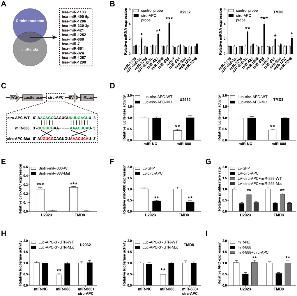 Circ-APC can sponge miR-888 in DLBCL. (A) The CircInteractome and miRanda online tools identified 12 miRNAs with putative binding sites for both circ-APC and APC. (B) RNA pull-down assay with a control or circ-APC probe in U2932 and TMD8 cells, followed by qRT-PCR analysis of the 12 miRNAs identified above. (C) Schematic diagram of the circ-APC luciferase reporter vector with a wild-type or mutant miR-888 binding site. (D) Luciferase reporter assay in U2932 and TMD8 cells co-transfected with the wild-type or mutant circ-APC luciferase vector and control miRNA or miR-888 mimics. (E) RNA pull-down assay in U2932 and TMD8 cells transfected with wild-type or mutant miR-888 mimics, followed by qRT-PCR analysis of circ-APC expression. (F) qRT-PCR analysis of miR-888 expression after circ-APC overexpression. (G) Cell proliferation rate in stably circ-APC-overexpressing U2932 and TMD8 cells transfected with wild-type or mutant miR-888 mimics. (H) Luciferase reporter assay in control or circ-APC-overexpressing U2932 and TMD8 cells co-transfected with the wild-type or mutant APC 3′-UTR luciferase vector and control miRNA or miR-888 mimics. (I) qRT-PCR analysis of APC expression in control or circ-APC-overexpressing U2932 and TMD8 cells transfected with control miRNA or miR-888 mimics. *p p p 