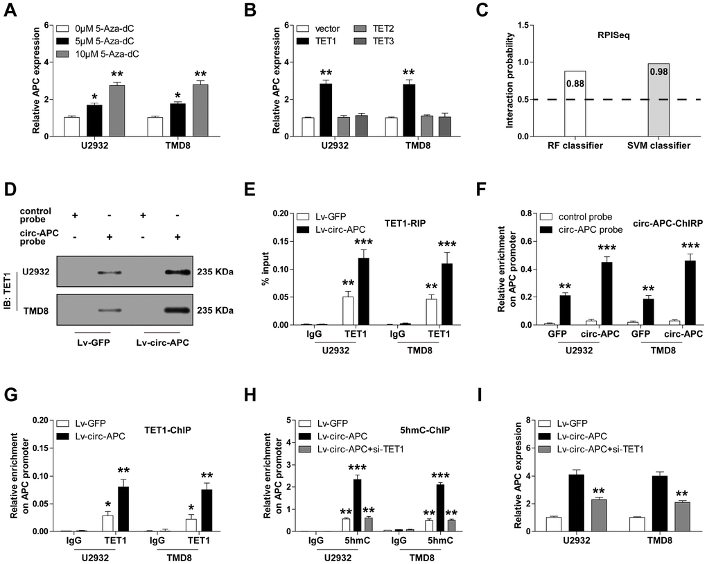 Circ-APC recruits TET1 to the APC promoter to enhance the transcription of APC in DLBCL. (A) qRT-PCR analysis of APC expression in U2932 and TMD8 cells treated with the indicated concentrations of 5-Aza-dC. (B) qRT-PCR analysis of APC expression in U2932 and TMD8 cells transfected with a TET1, TET2 or TET3 overexpression vector. (C) RPISeq online tool predicting the probability of binding between circ-APC and TET1. (D) RNA pull-down assay with a control or circ-APC probe, followed by Western blot analysis of TET1 expression. (E) RNA immunoprecipitation assay with an IgG or TET1 antibody, followed by qRT-PCR analysis of circ-APC expression. (F) ChIRP assay with a control or circ-APC probe, followed by qRT-PCR analysis of the APC promoter region. (G and H) ChIP assay with an IgG, TET1 or 5hmC antibody, followed by qRT-PCR analysis of the APC promoter region in U2932 and TMD8 cells after the indicated transfection. (I) qRT-PCR analysis of APC expression in stably circ-APC-overexpressing U2932 and TMD8 cells transfected with si-TET1. *p p p 