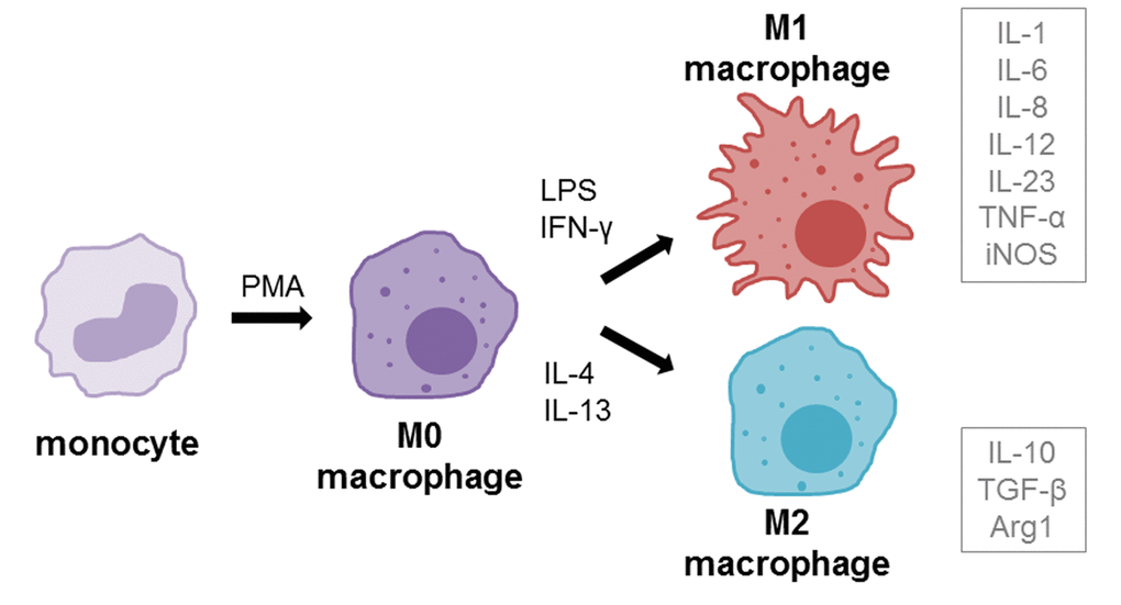 Macrophage differentiation and polarization. Monocytes can be differentiated into macrophages (resting, M0) using the differentiation agent 12-myristate 13-acetate (PMA). M0 macrophages can be further polarized into M1 (pro-inflammatory, classically activated) phenotype using LPS and IFN-γ or into M2 (anti-inflammatory, alternatively activated) using IL-4 and IL-13 treatment. Grey boxes beside polarization phenotypes show the cytokines that are mainly secreted by respective phenotype.