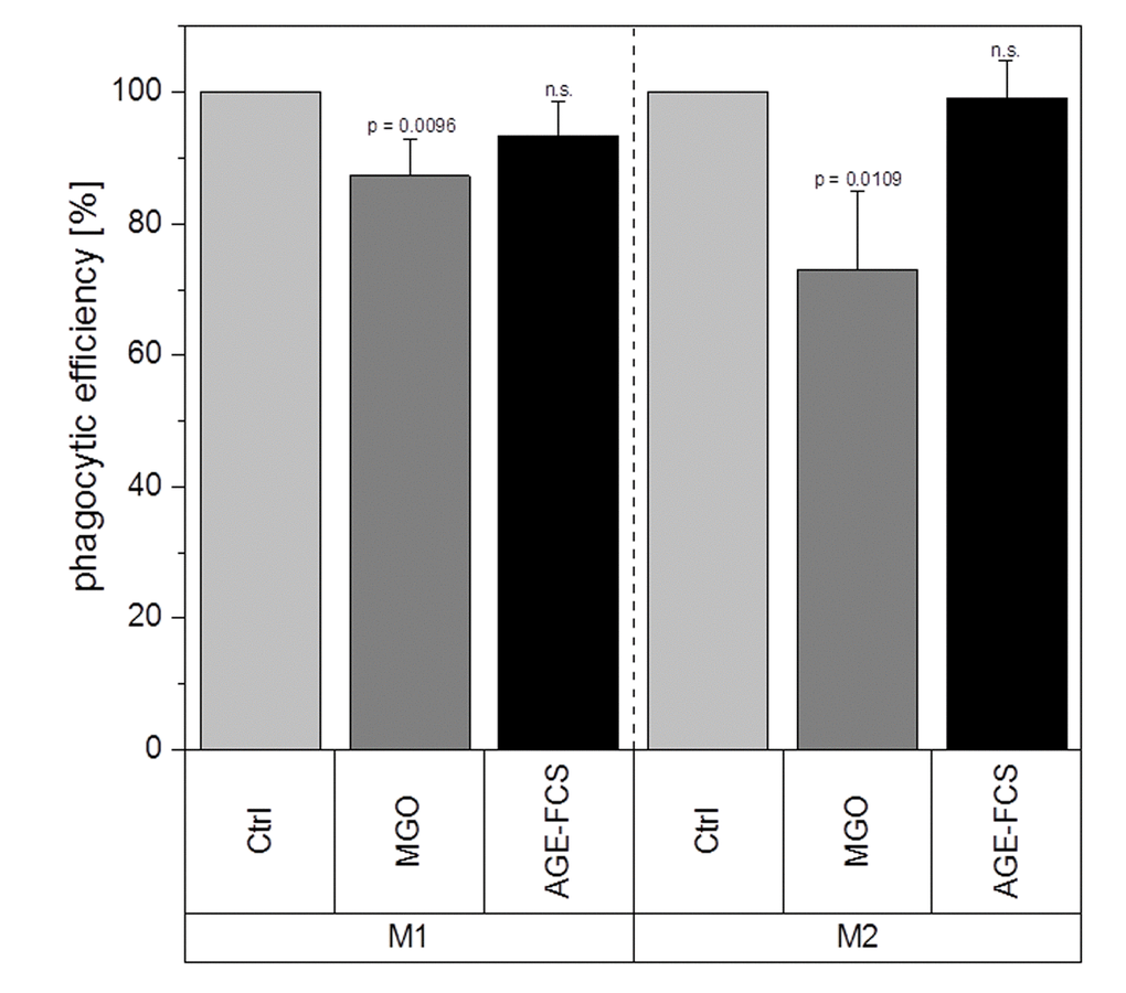 Phagocytic efficiency after glycation. THP-1 macrophages were glycated with 1 mM MGO or treated with 10% AGE-FCS for 24 h and polarized in M1 or M2 phenotype. Phagocytosis assay was performed with pHrodo™ Green E. coli BioParticles™. Data was normalized to untreated control cells. Graphs show average mean of phagocytic efficiency + SD of 5 independent experiments.