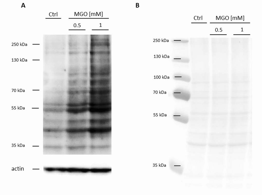 Detection of AGE formation after glycation. THP-1 macrophages (M0) were incubated with different concentrations of MGO for 24 h. Total proteins were separated by SDS-PAGE and immunoblotted. (A) Formation of AGEs was detected using an anti-AGE antibody (CML-26). The depicted blot represents 3 independent experiments. (B) Corresponding Ponceau staining of representative blot.